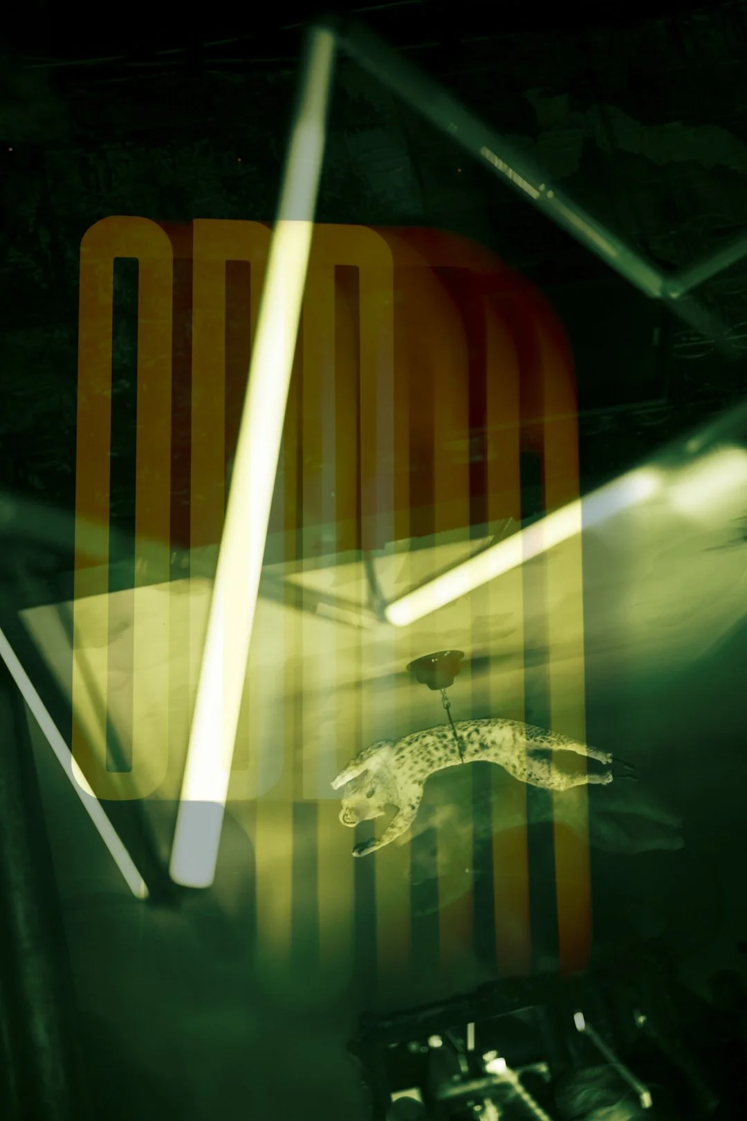 @PhotosByBrendaBrooks ODD 2.20.25 - 1.JPG