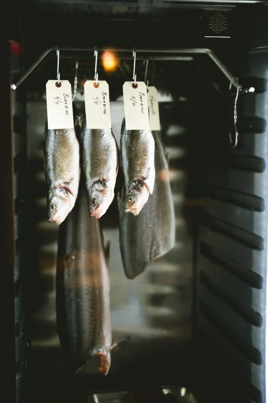 @PhotosByBrendaBrooks Shiso 6.6.25 - 3.JPG