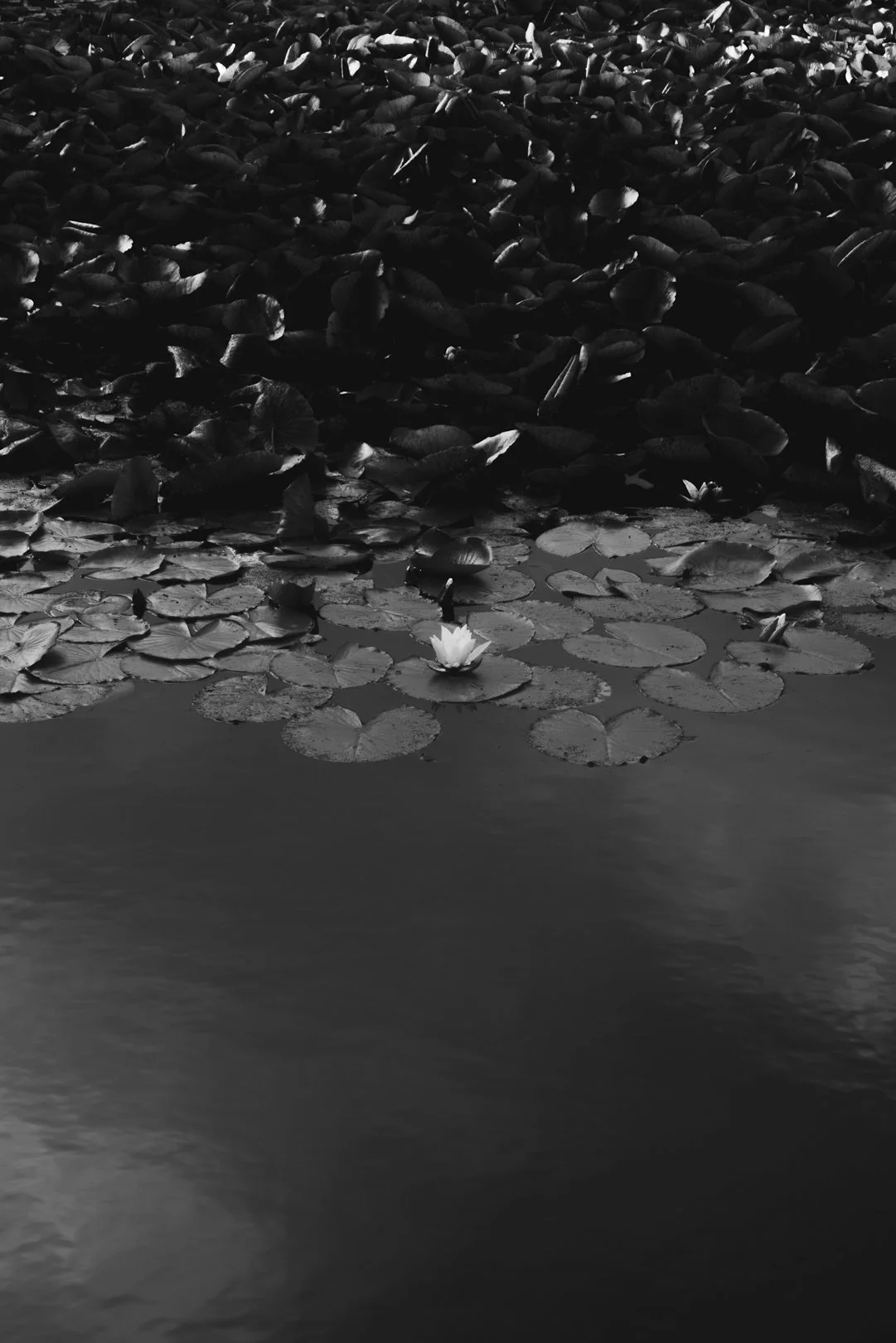 @PhotosByBrendaBrooks Berlin 7:30:25 - 31.JPG