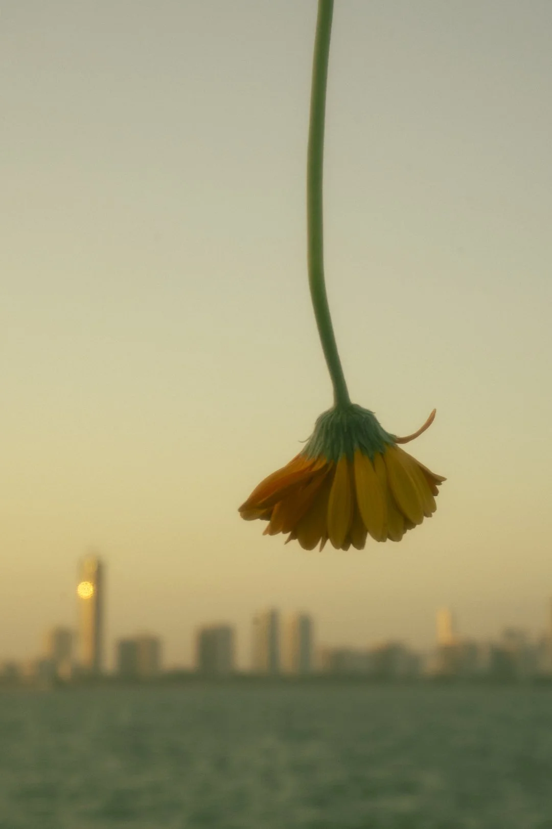 @PhotosByBrendaBrooks 3.9.25 - 96.JPG