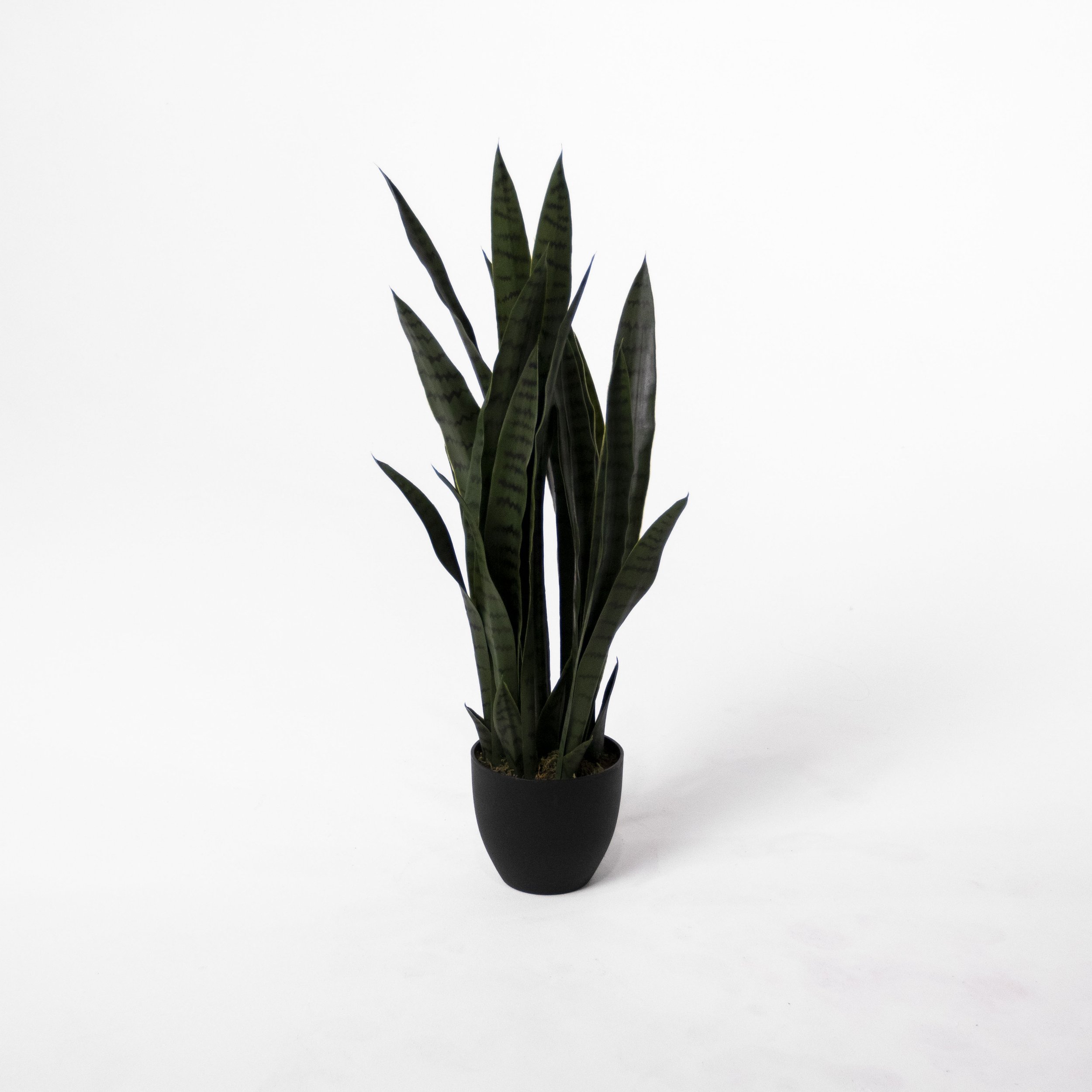 Snake Plant in Black Planter