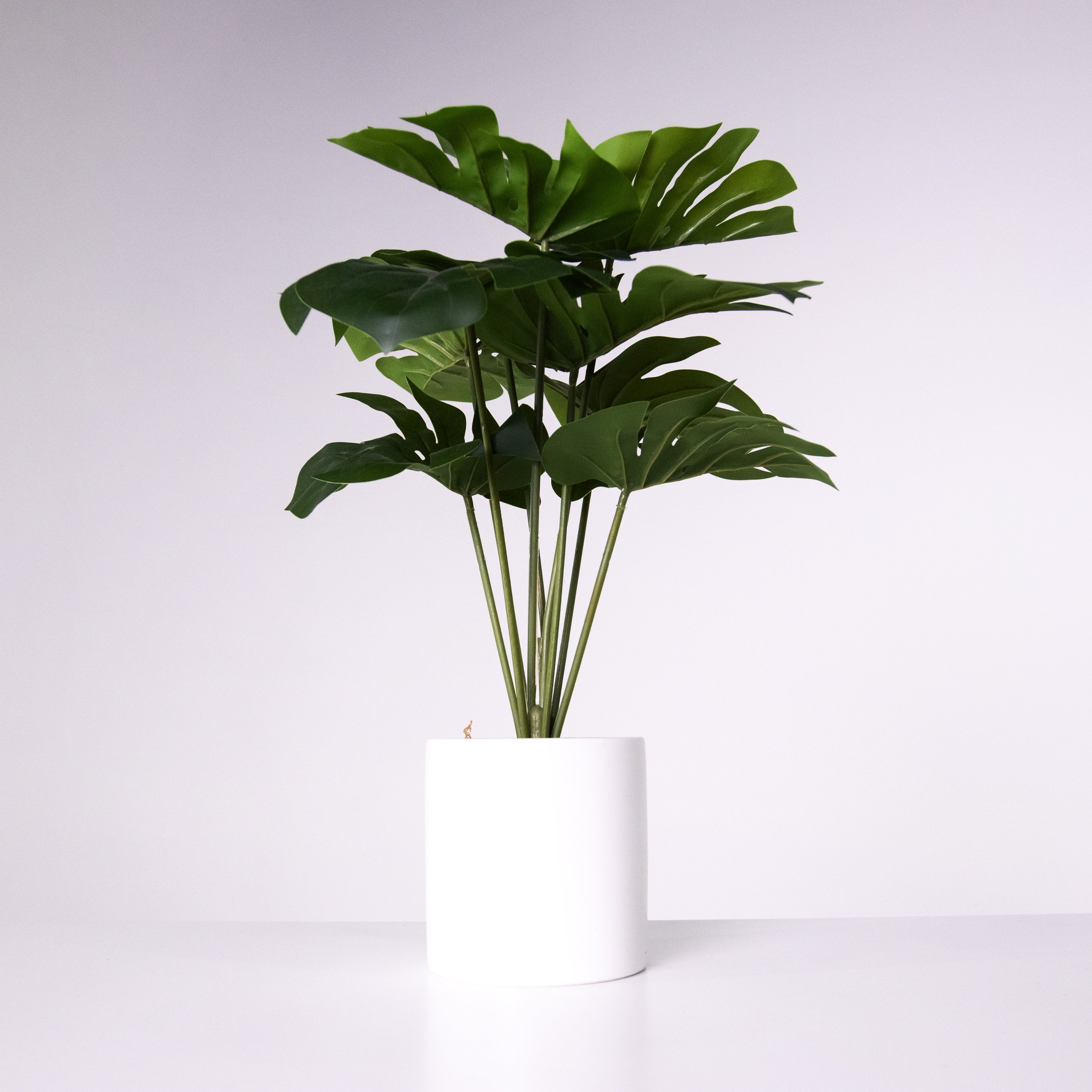 Monstera in White Planter