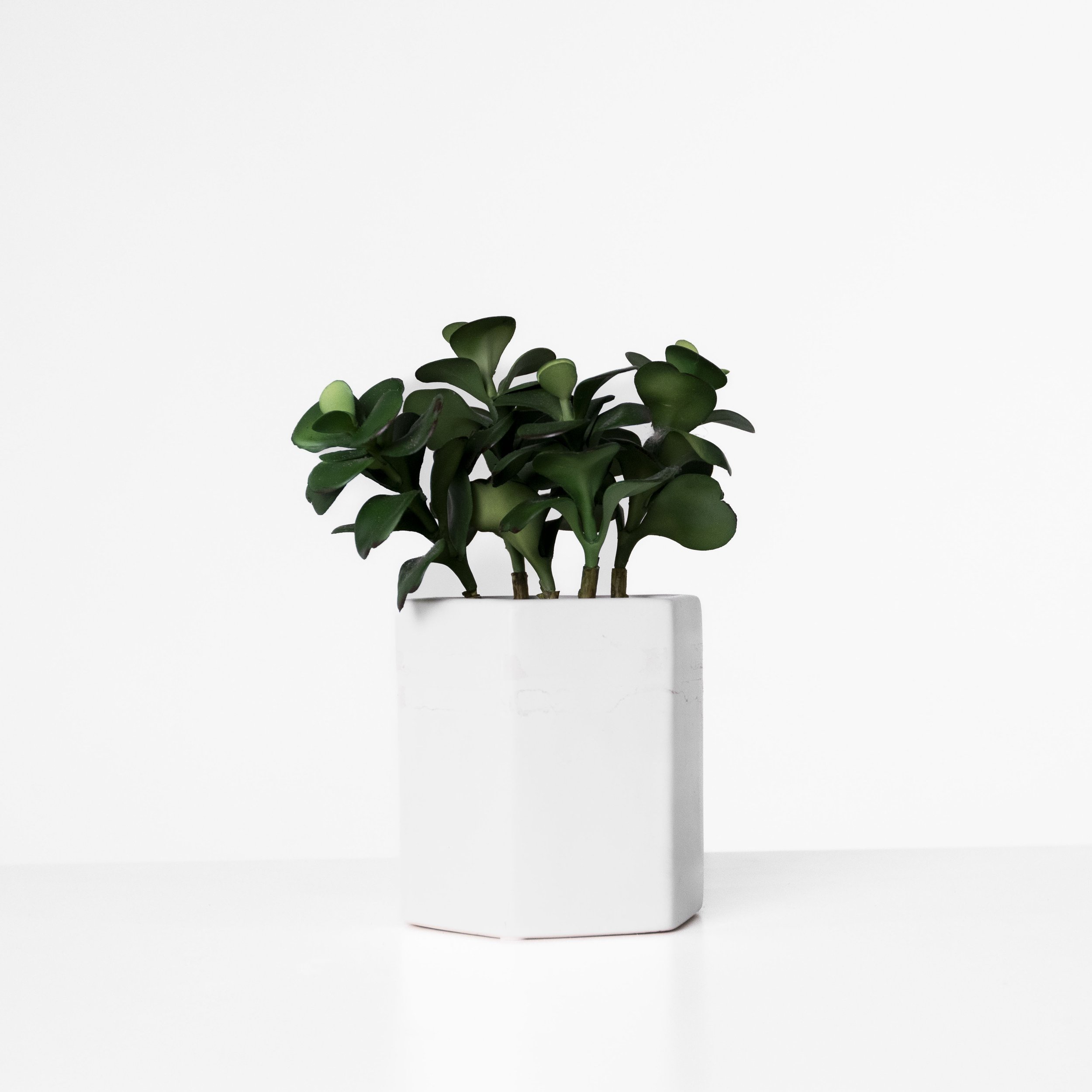 Small Jade in White Hexagonal Planter