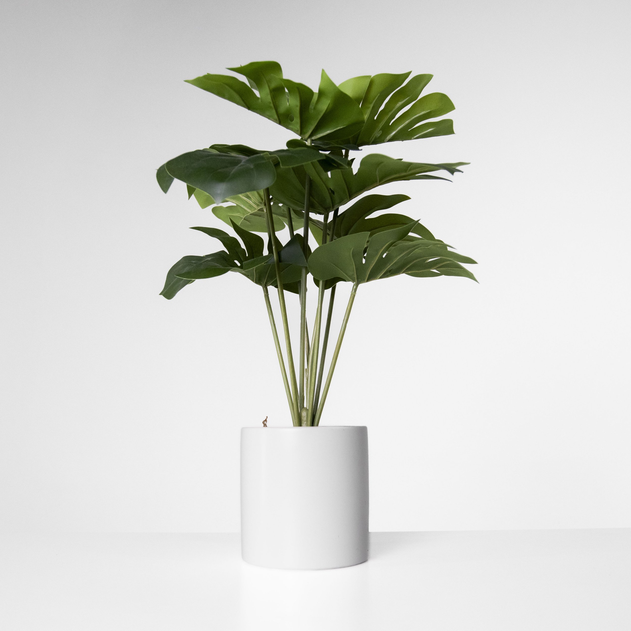 Monstera in White Planter