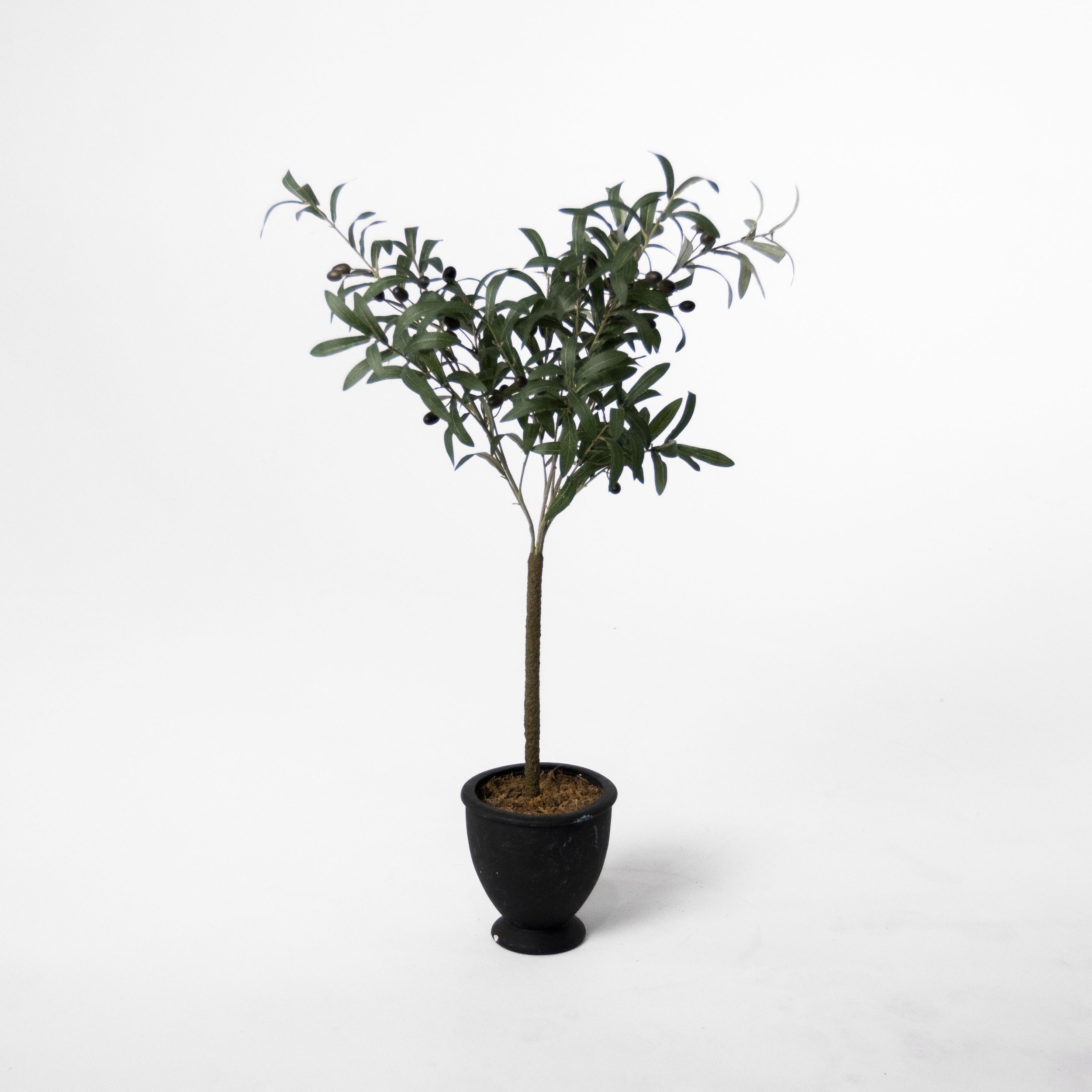 Small Olive Tree