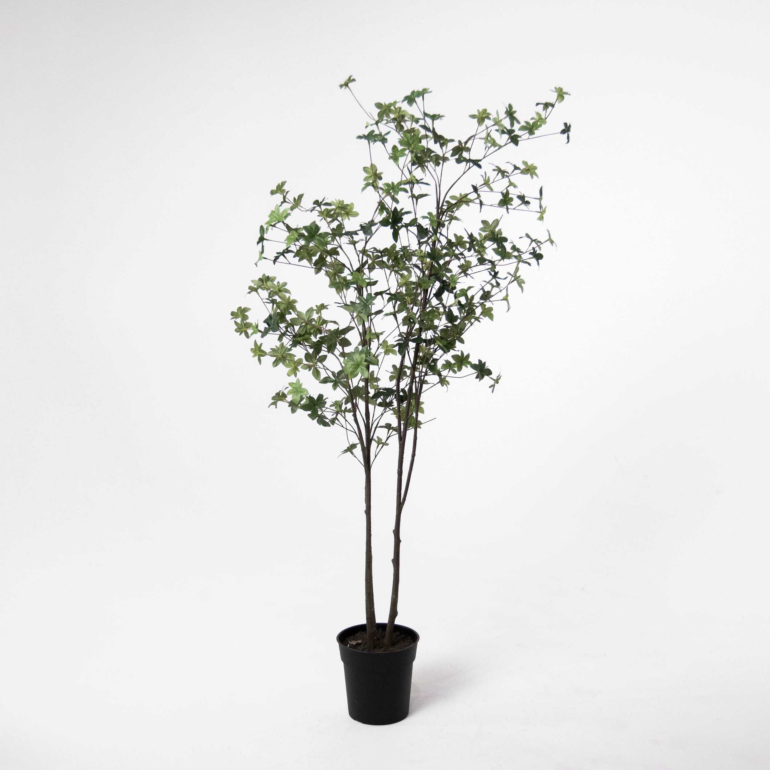 Gypsophila Leaf Tree