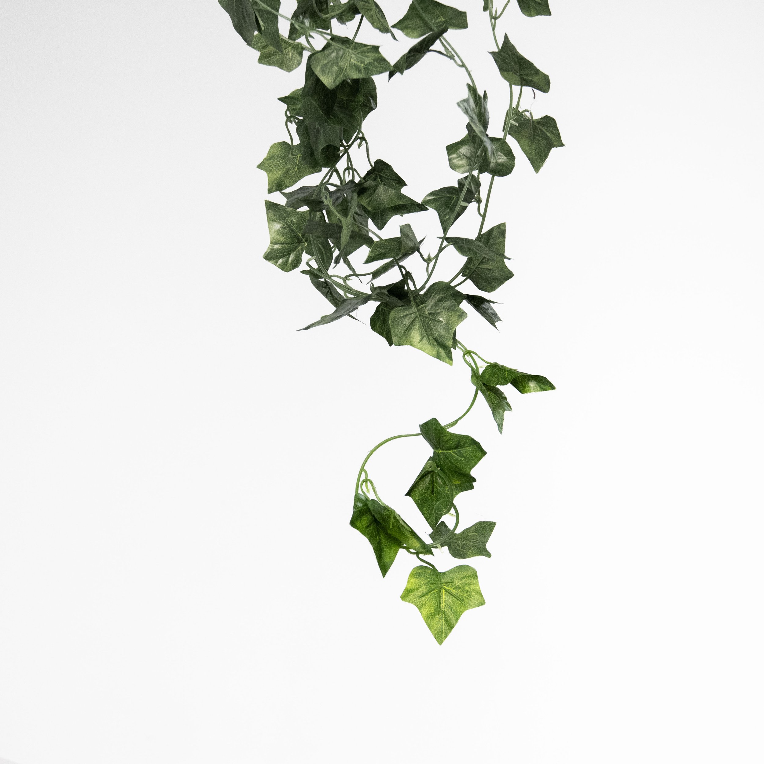 Ivy Vines
