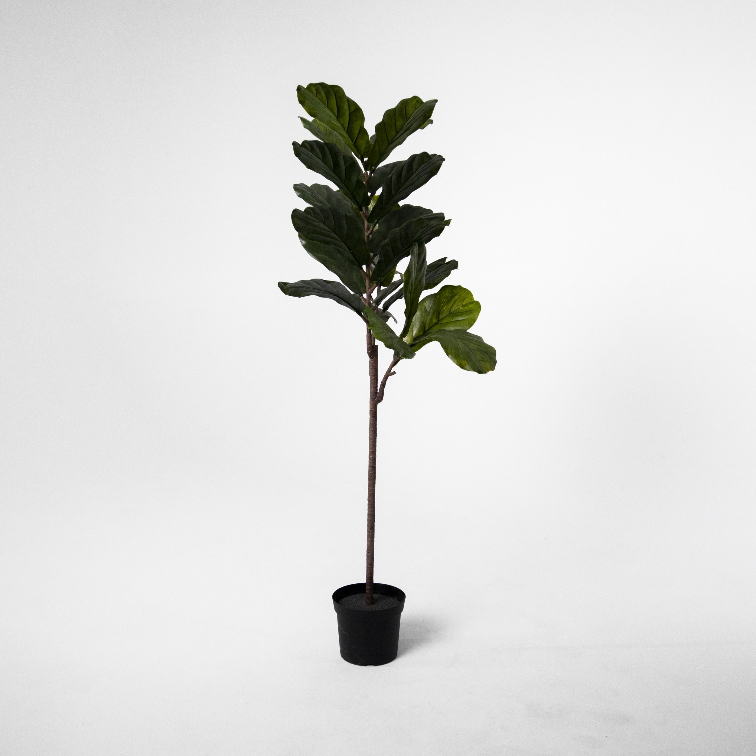 Small Fiddle Leaf Fig Tree