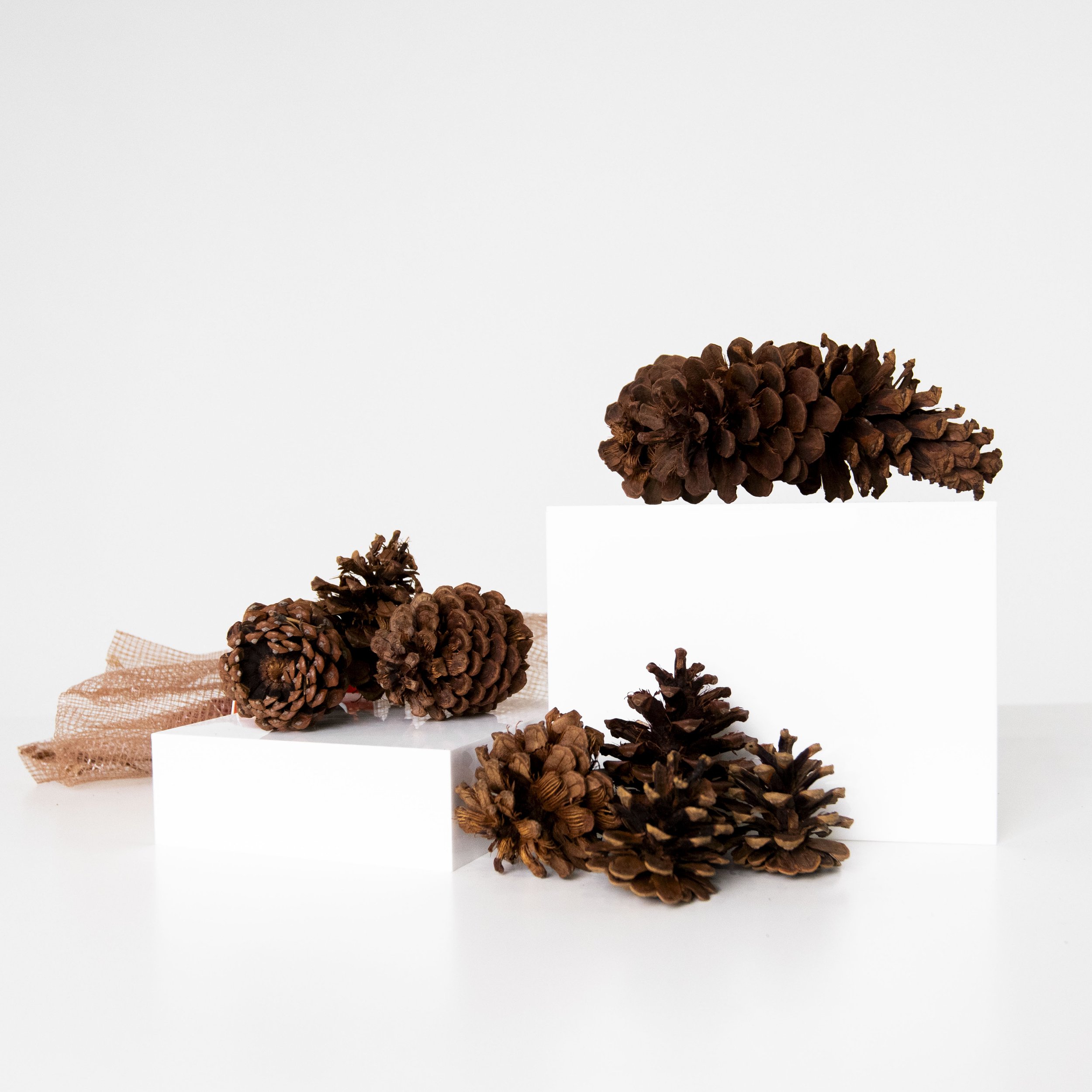 Pinecones