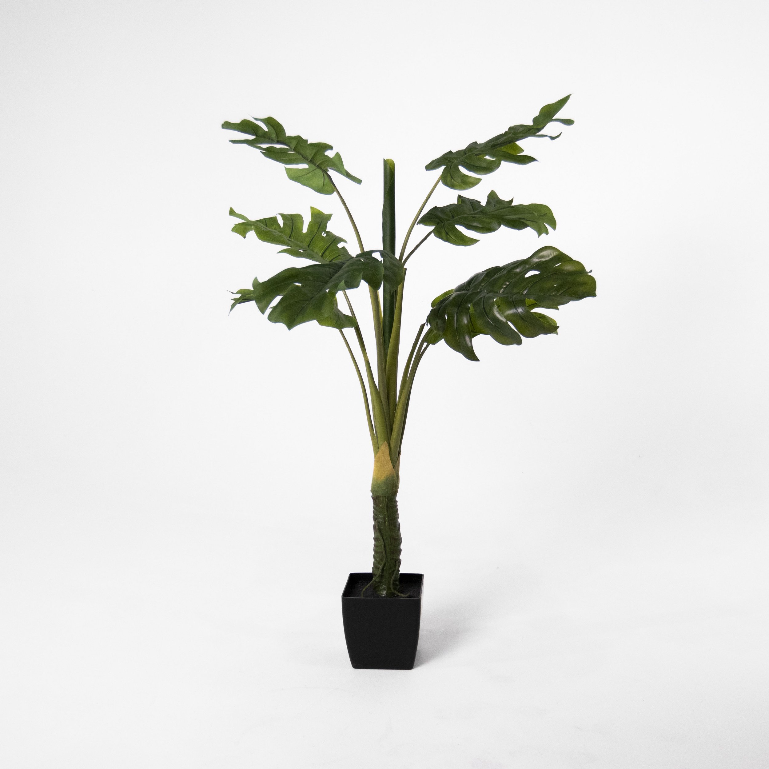 Monstera Plant