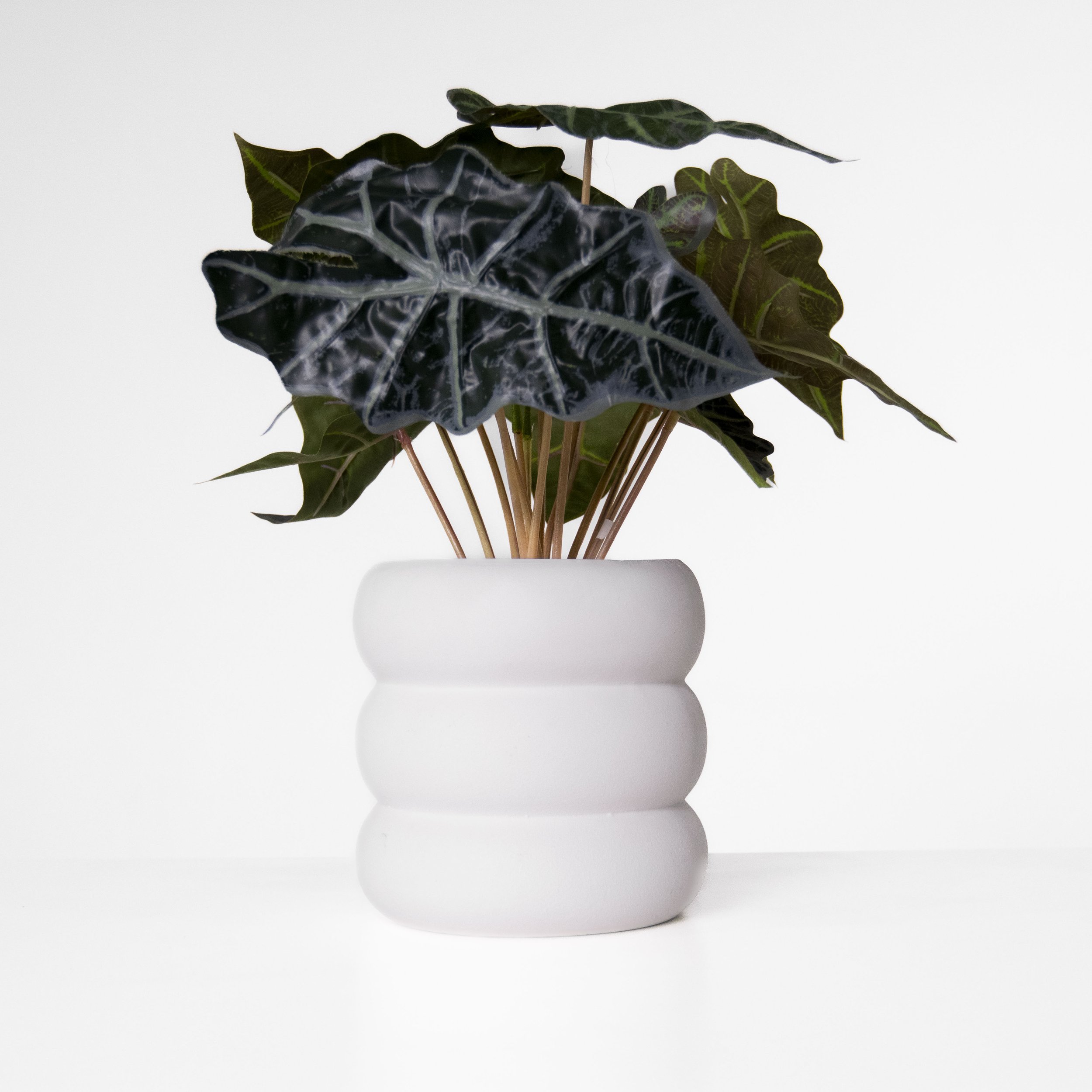 Alocasia in White Planter