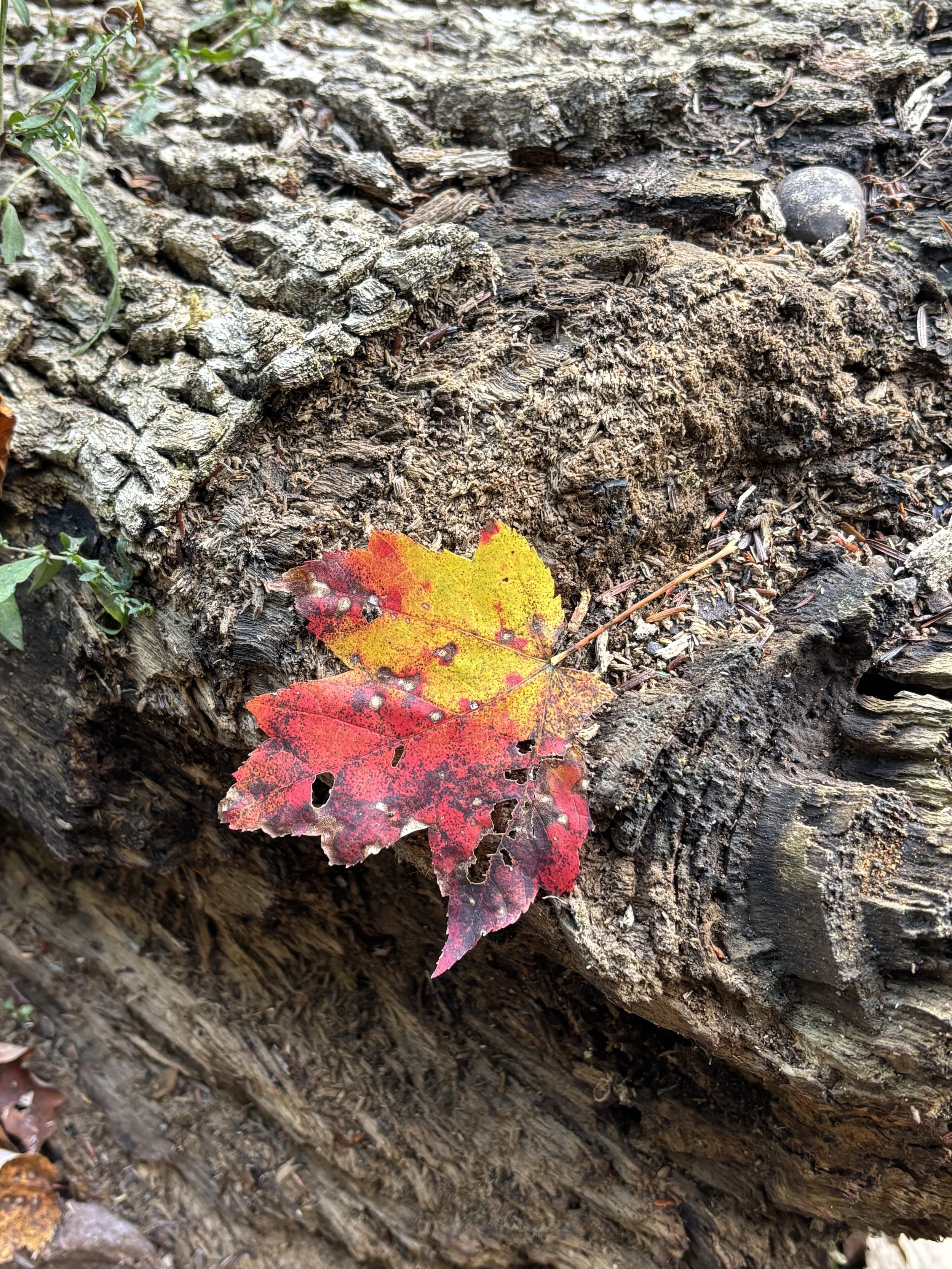 This Week's Mindful Morsel 🍪 | October 29, 2025 — drop something