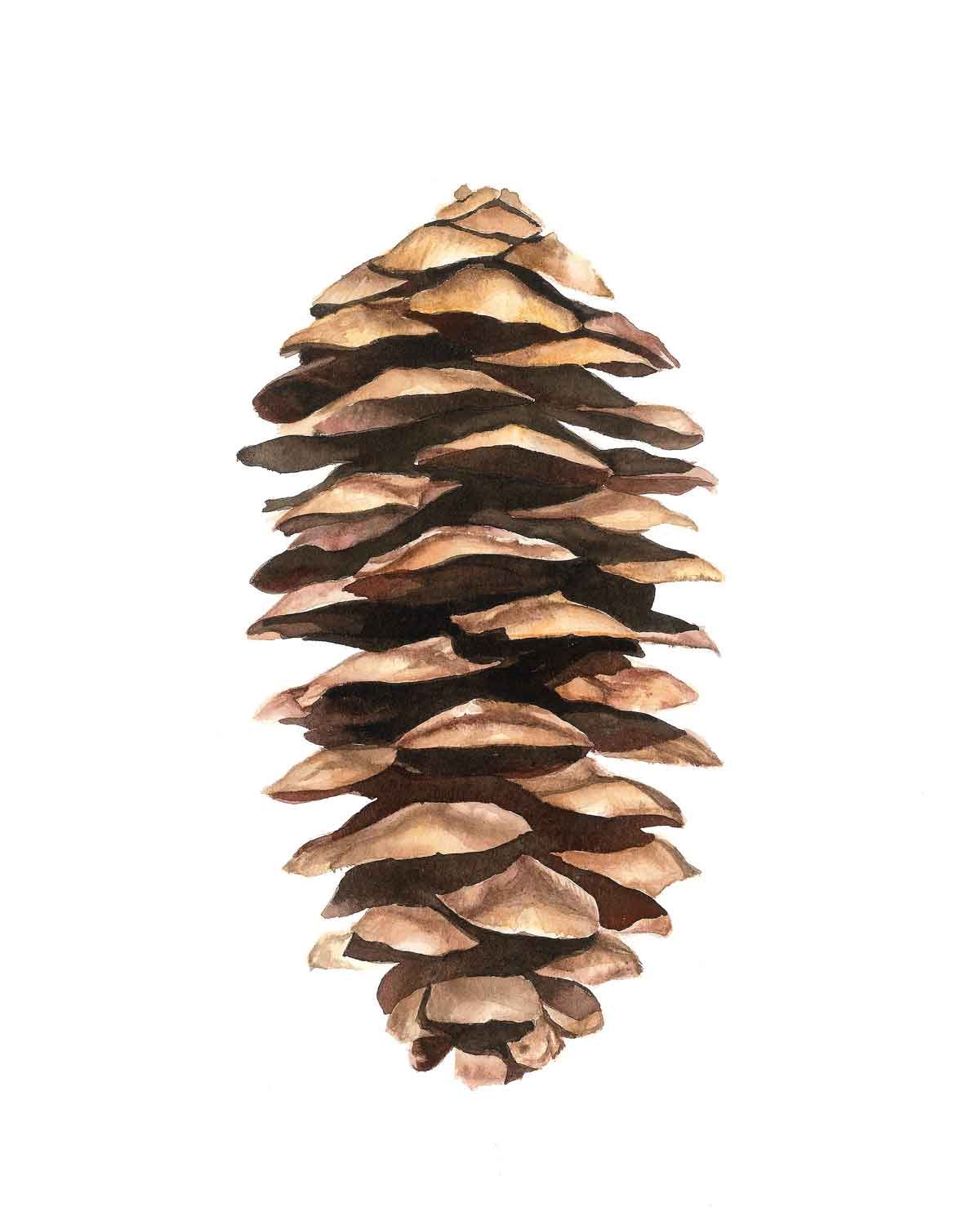Pinecone Print