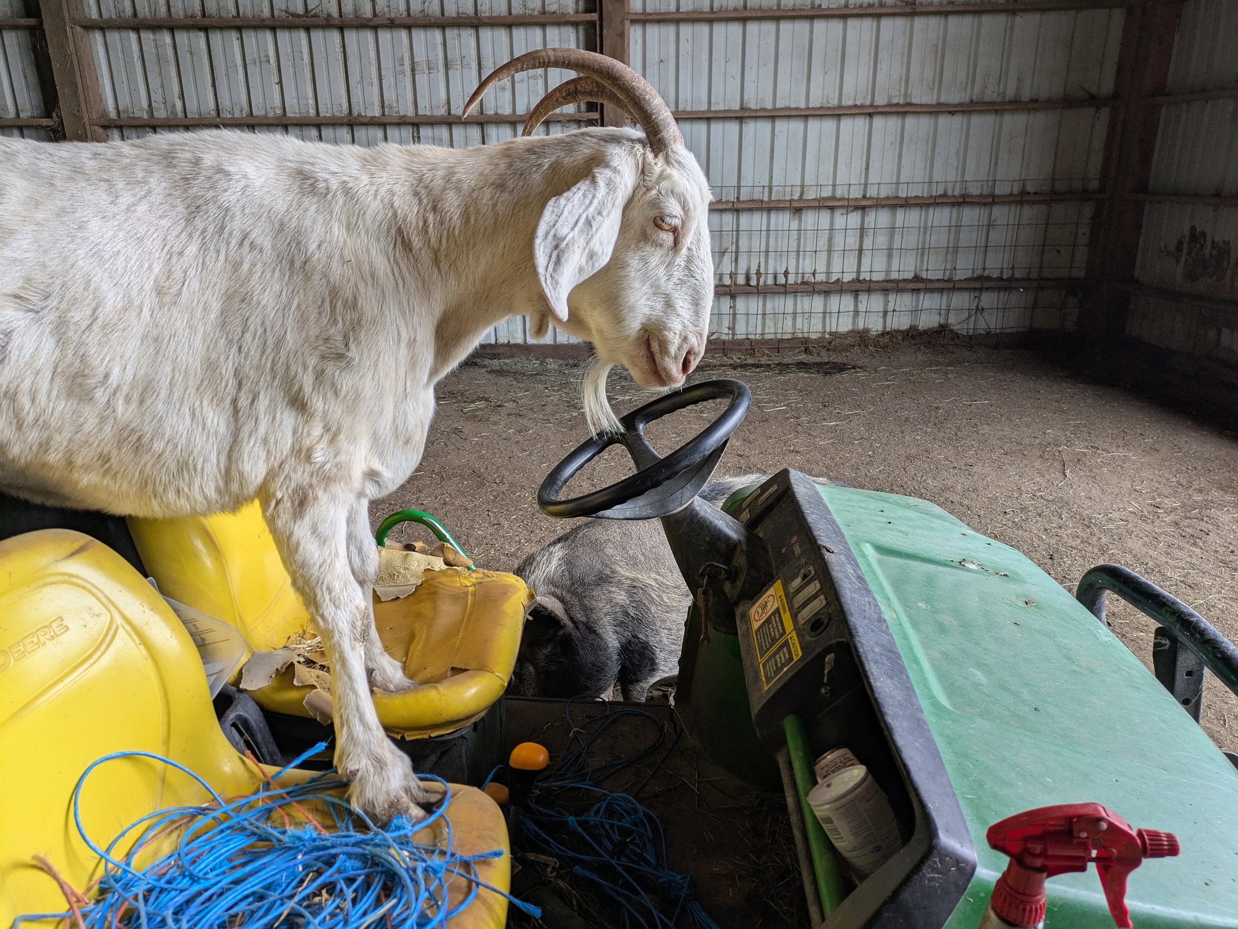 Lighthouse Sanctuary Work Party
