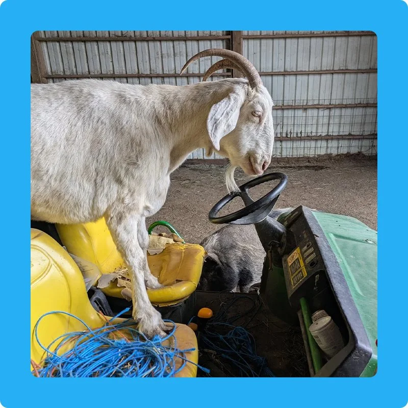 Lighthouse Sanctuary Work Party