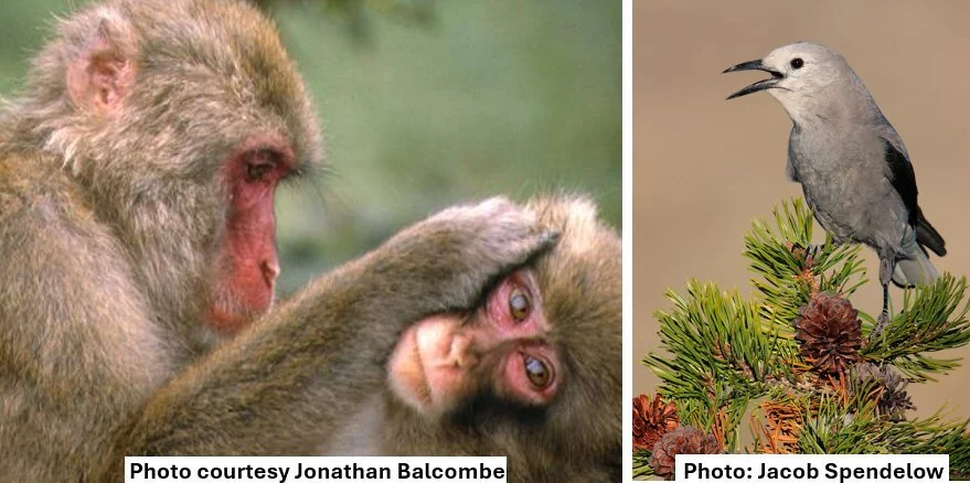 NW VEG Eastside Potluck + the Consciousness of Animals