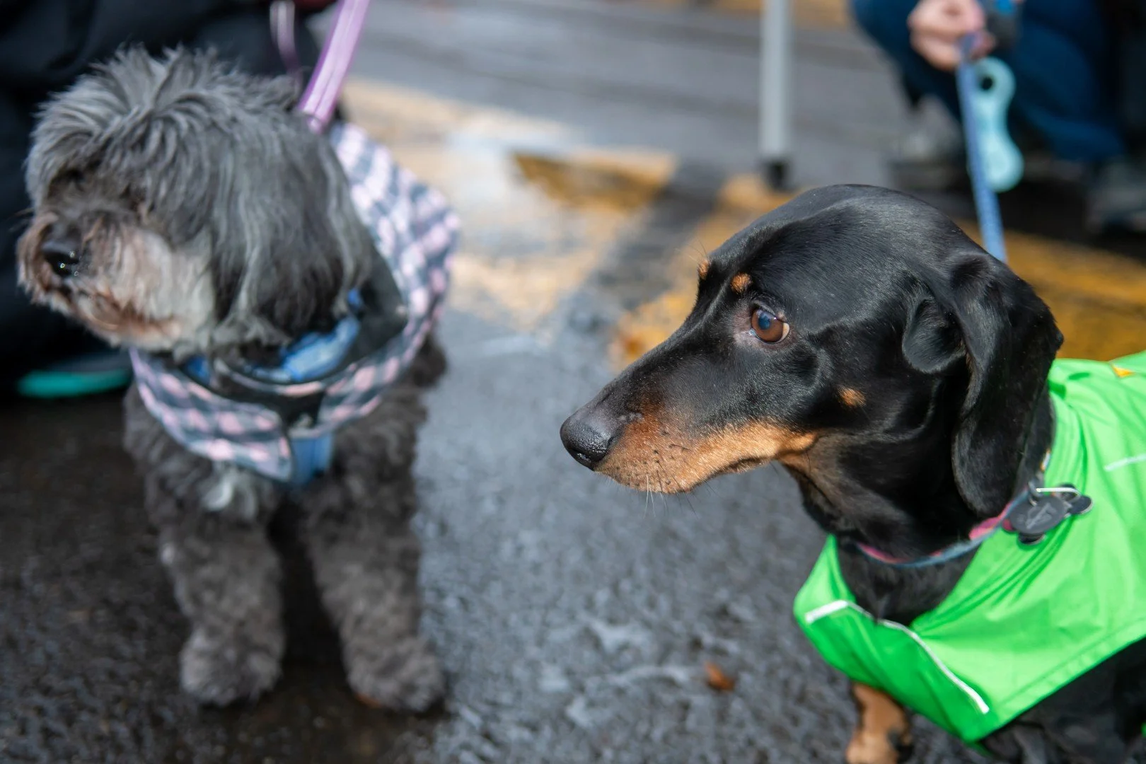 Tofurky Trot 2025-3610 (Large).jpg