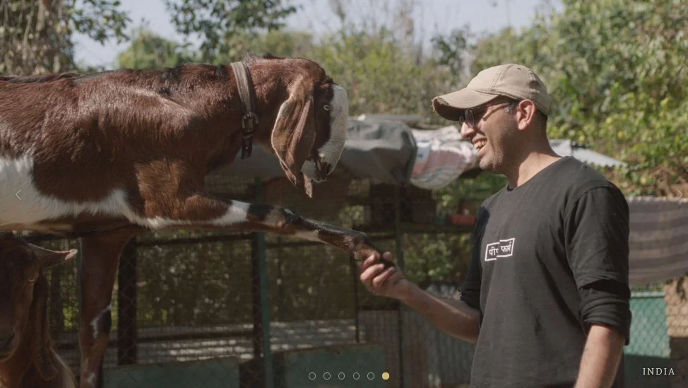 Picture in India of a man and a goat in an animal sanctuary