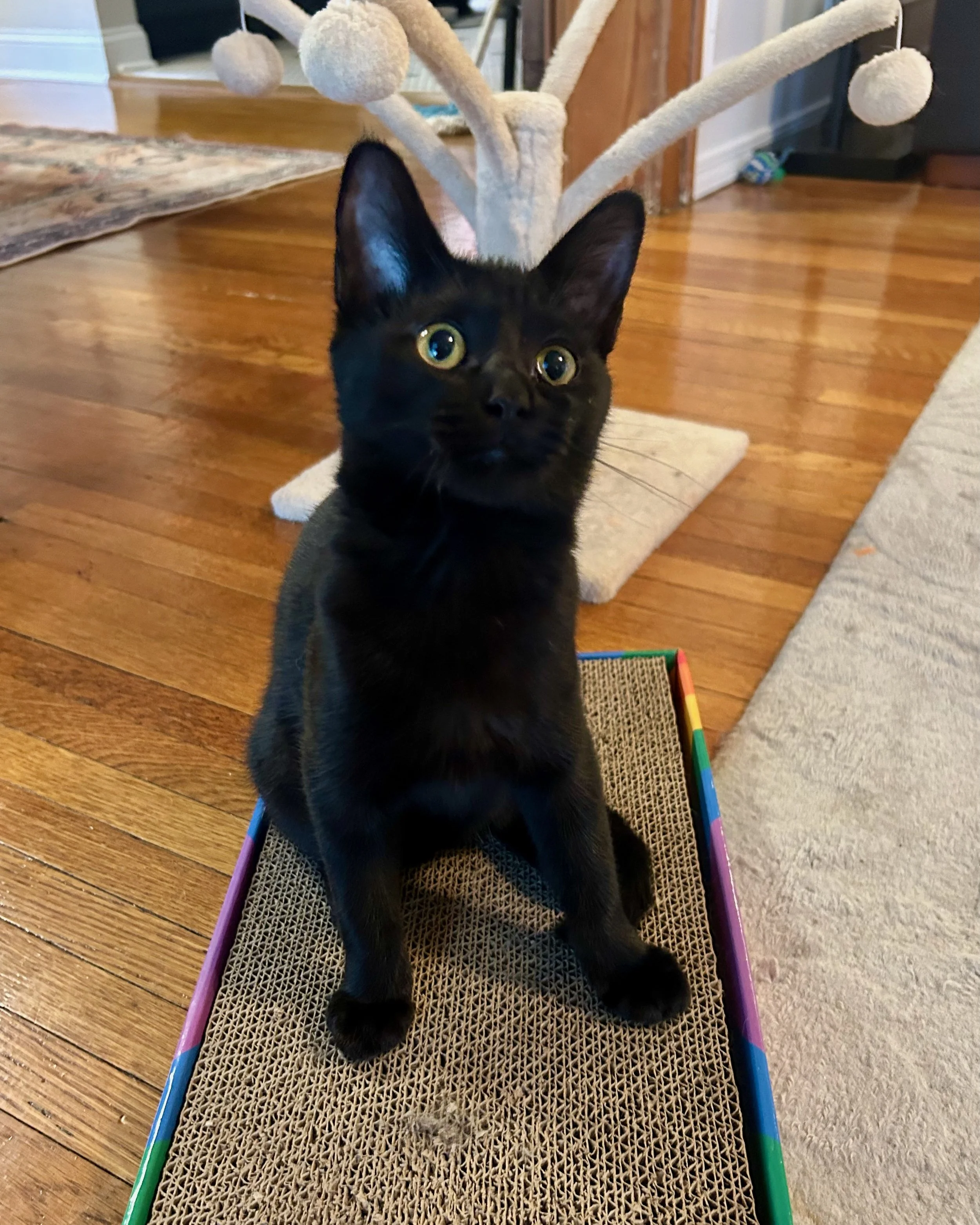 female black kitten