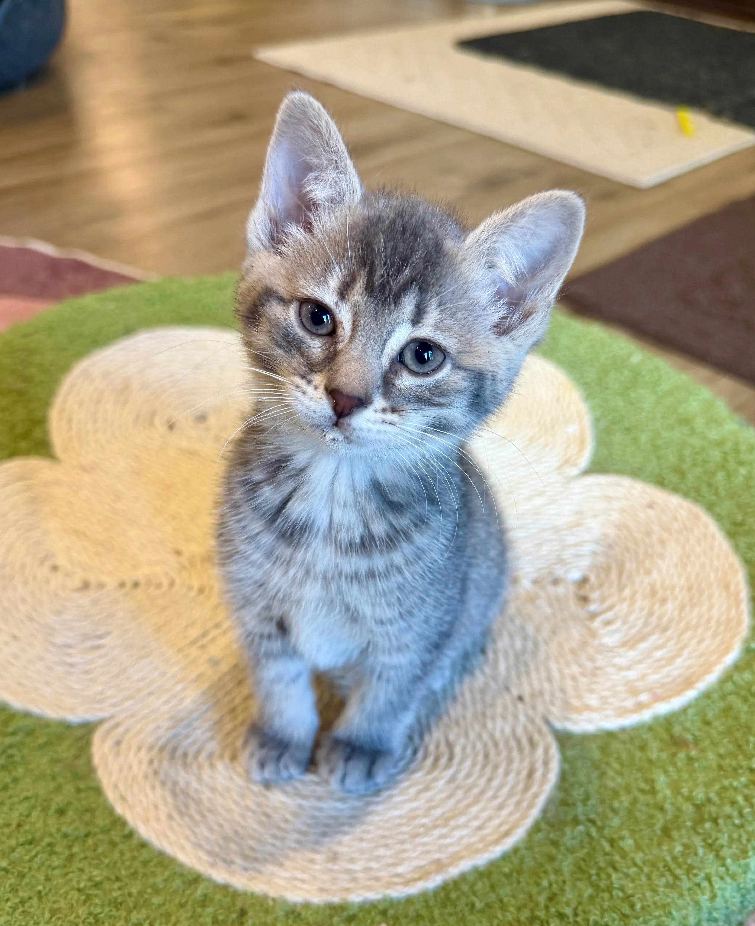 female grey tabby kitten