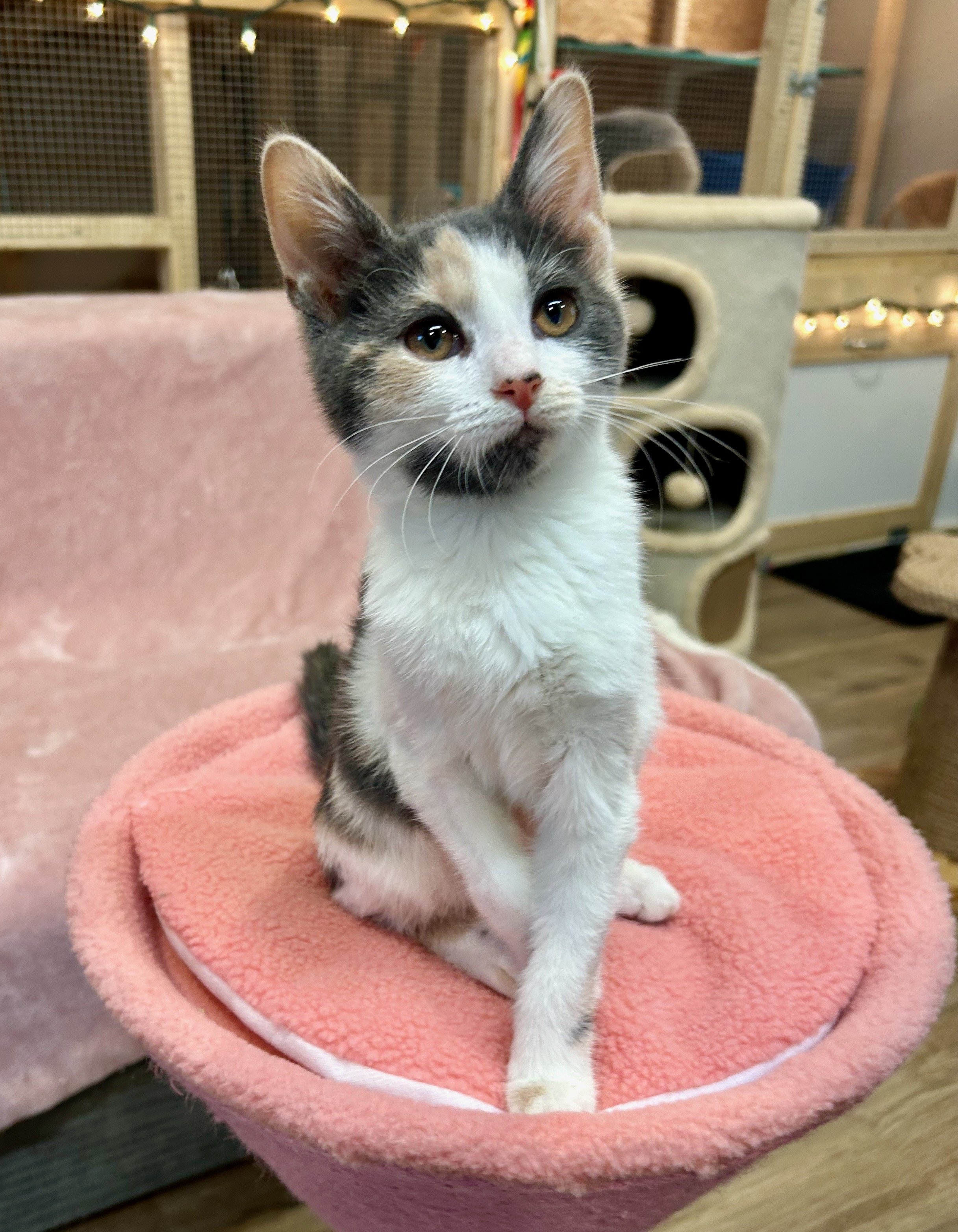 female calico kitten