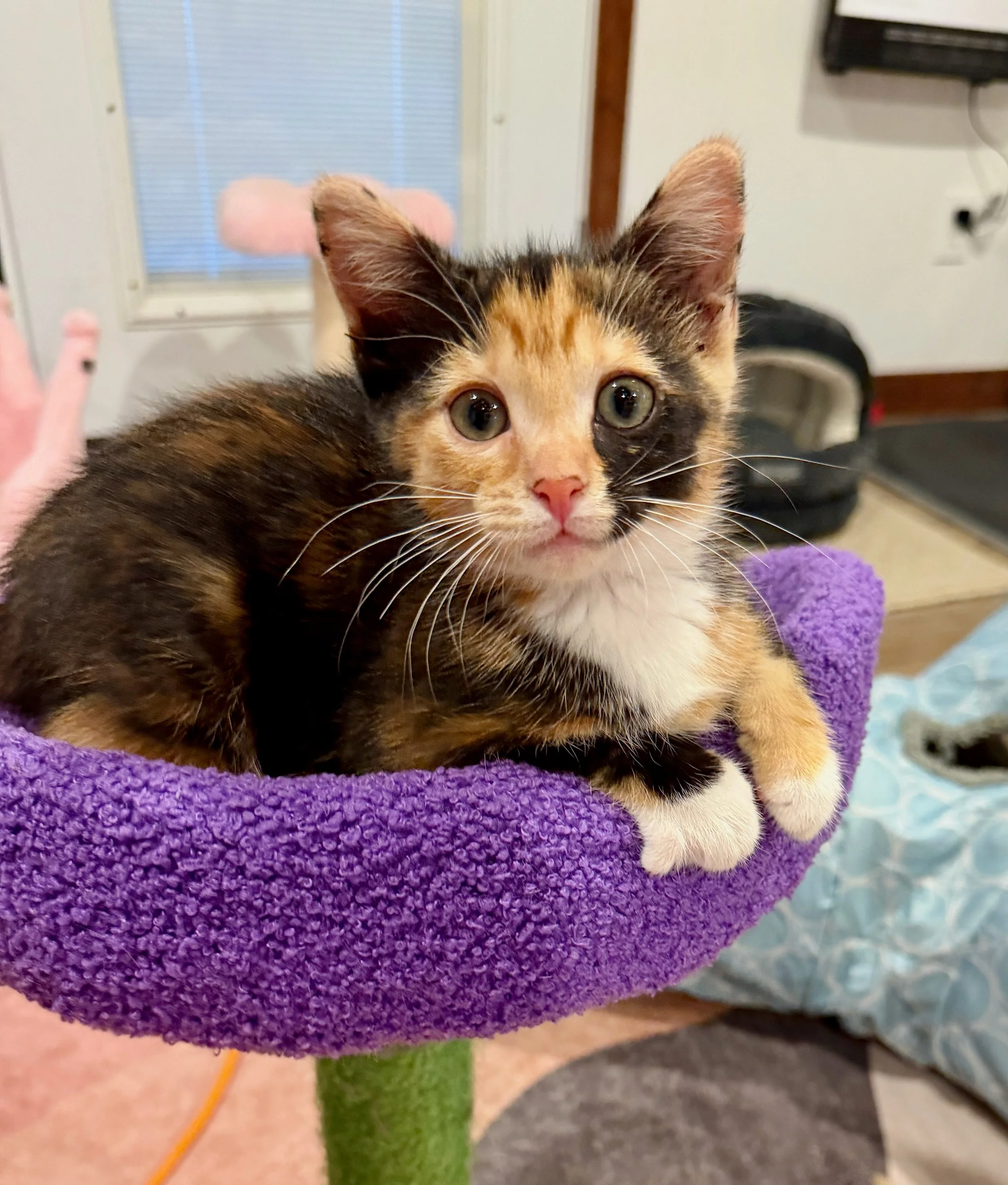 female calico kitten