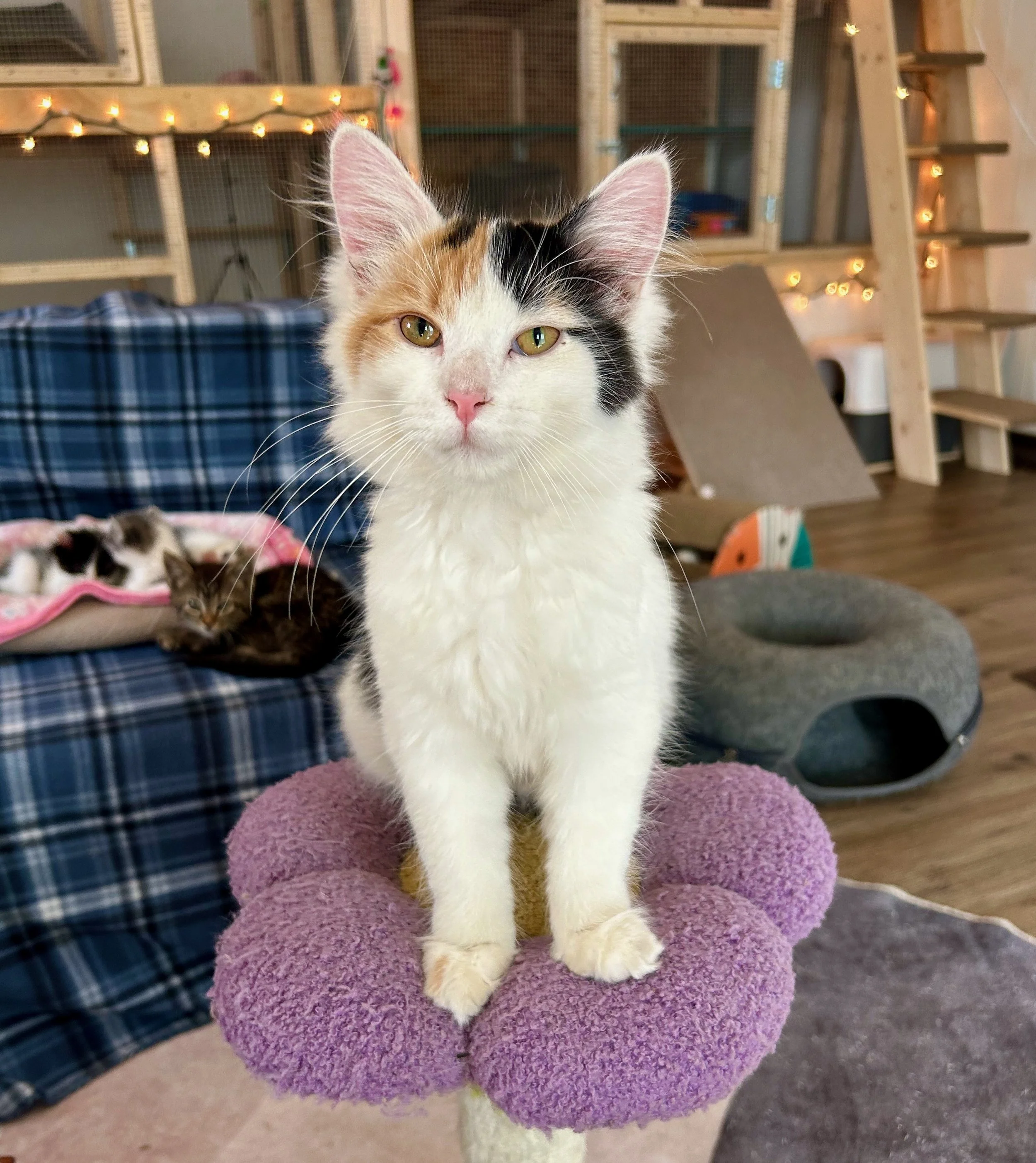 female calico kitten