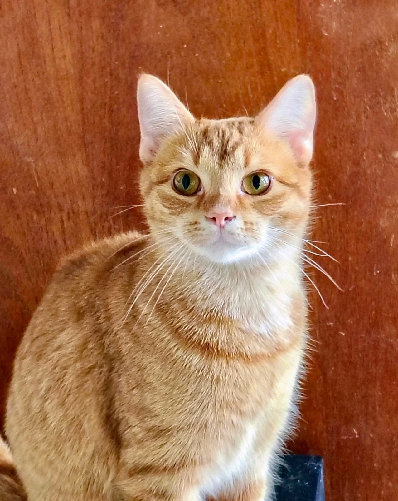 female ginger kitten