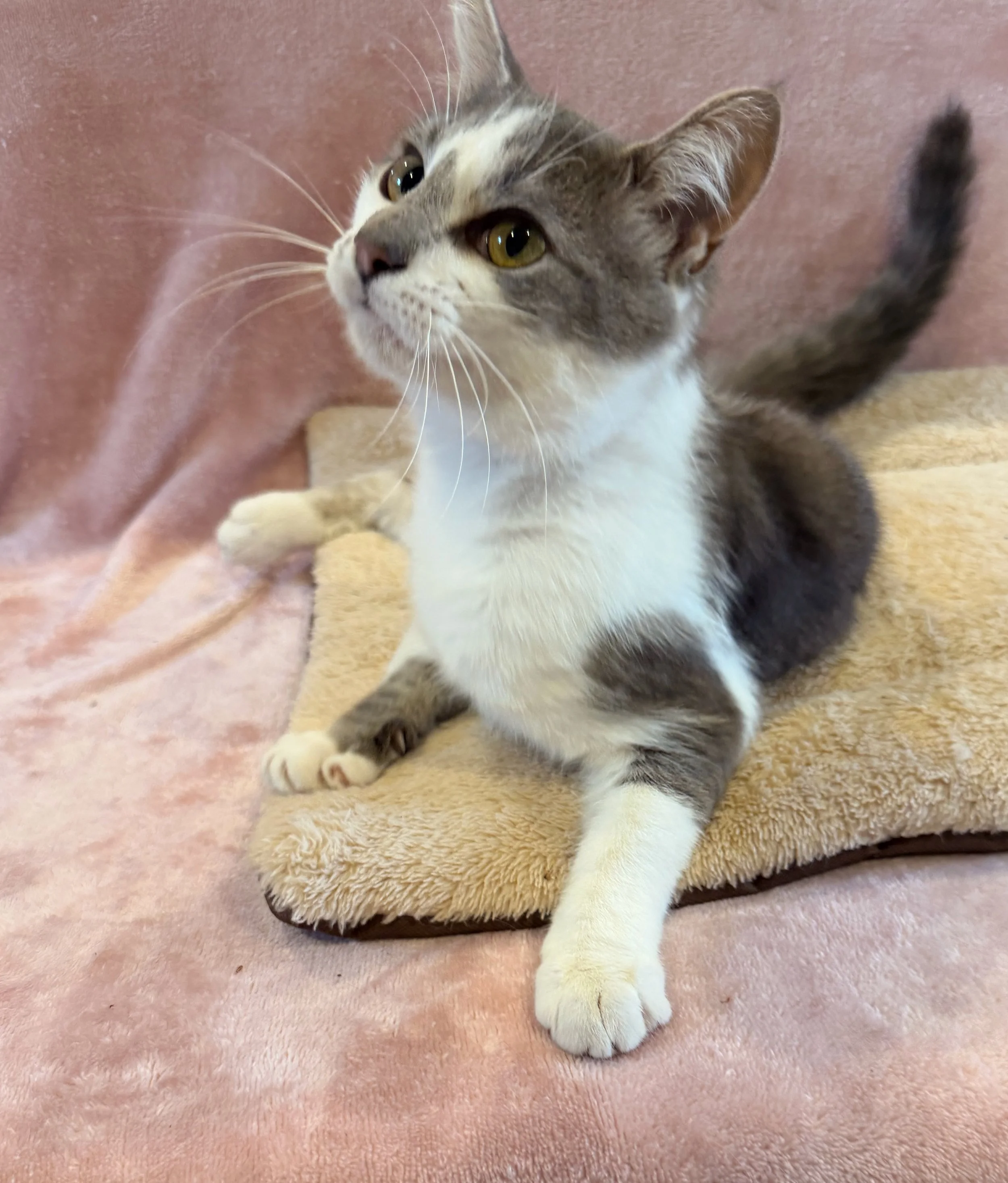 tripot grey tabby cat
