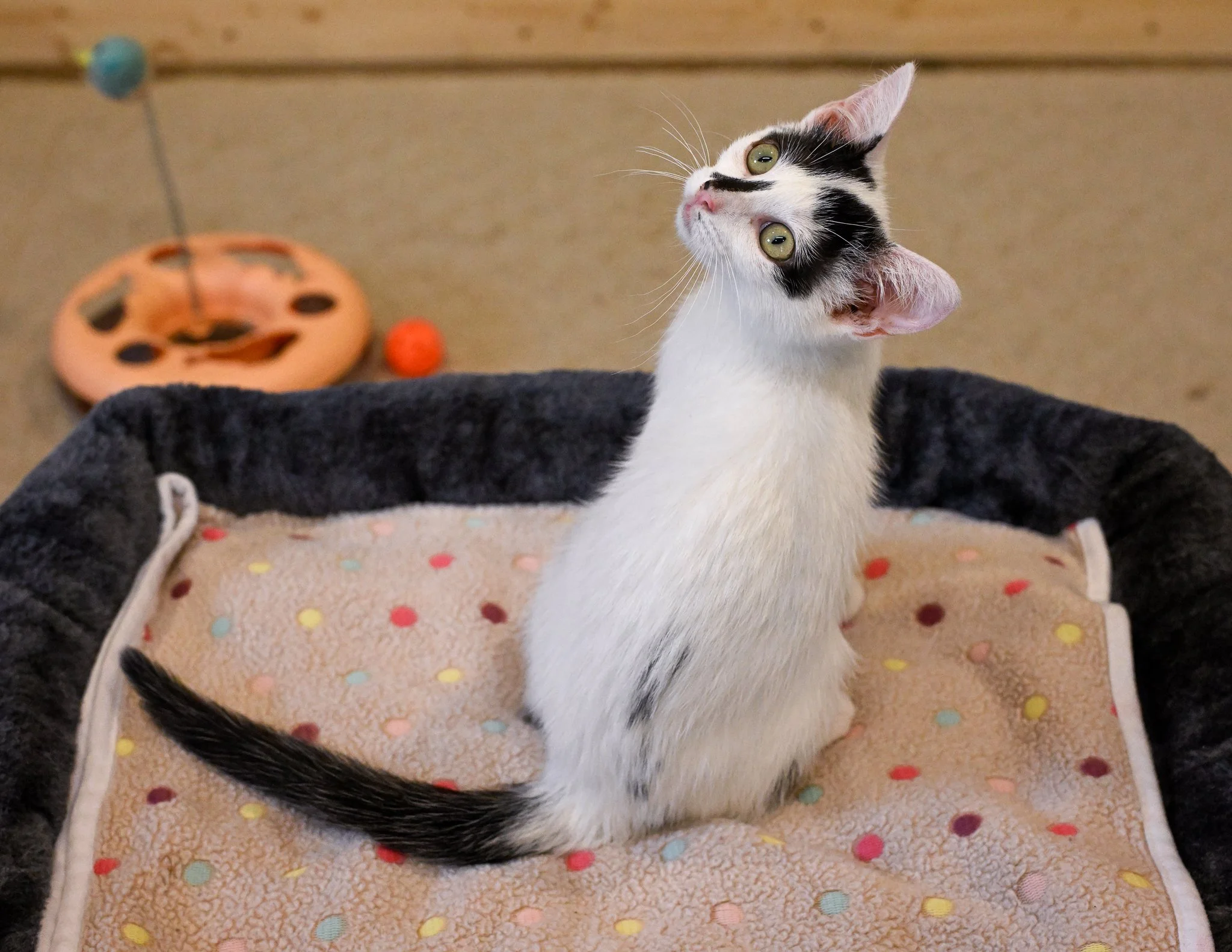 white and black female kitten
