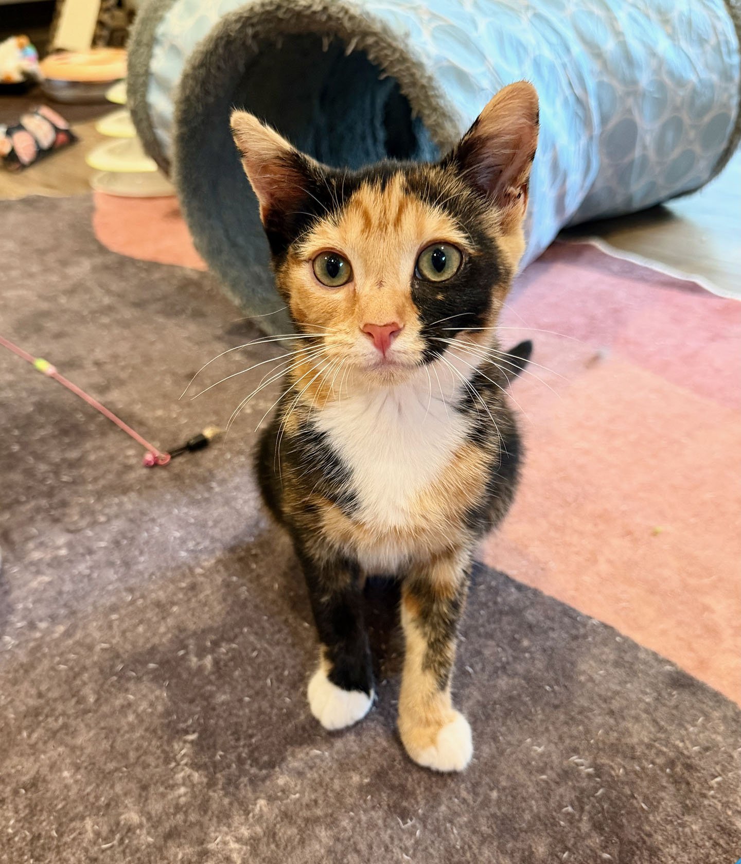 female calico kitten