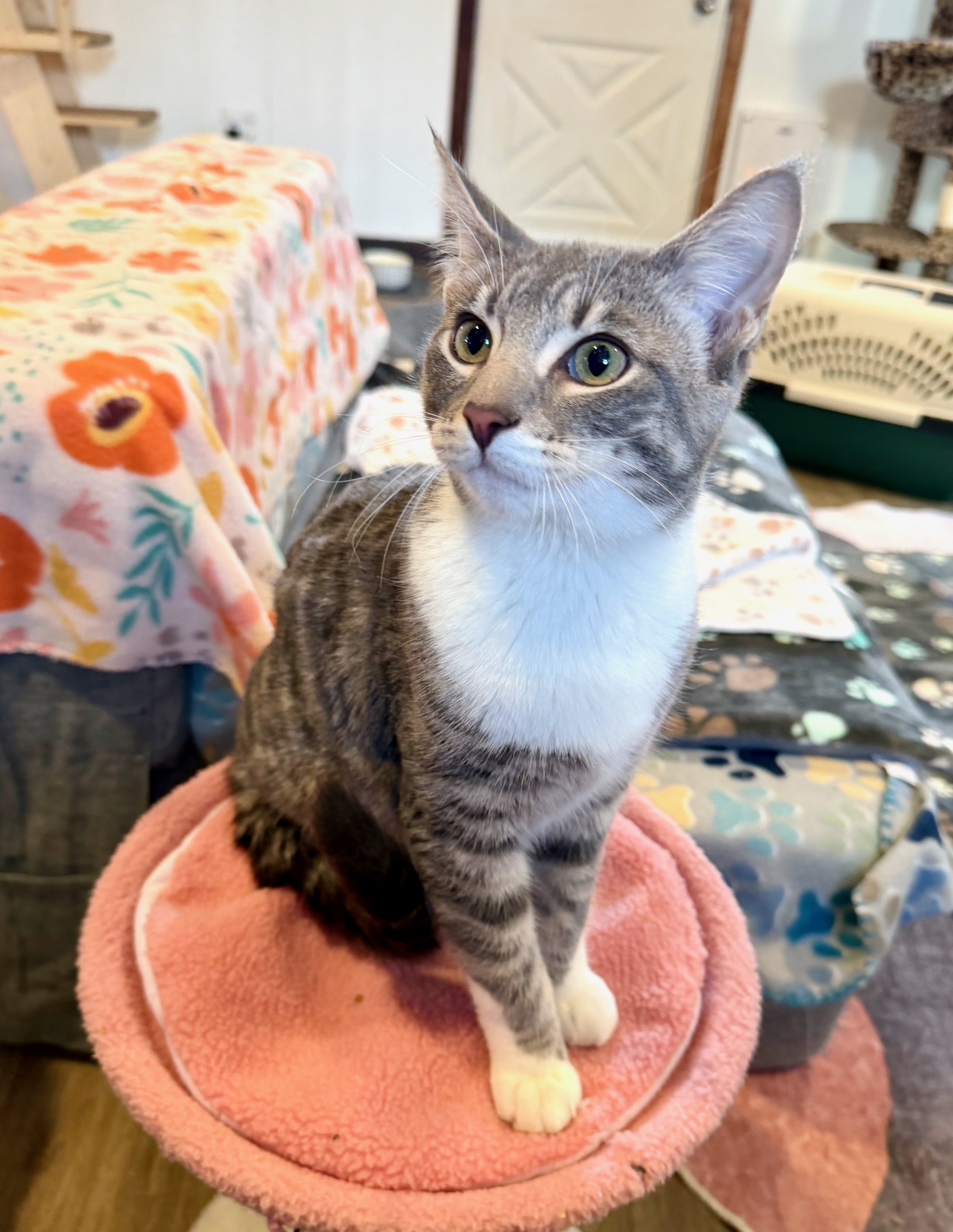 male tabby and white cat