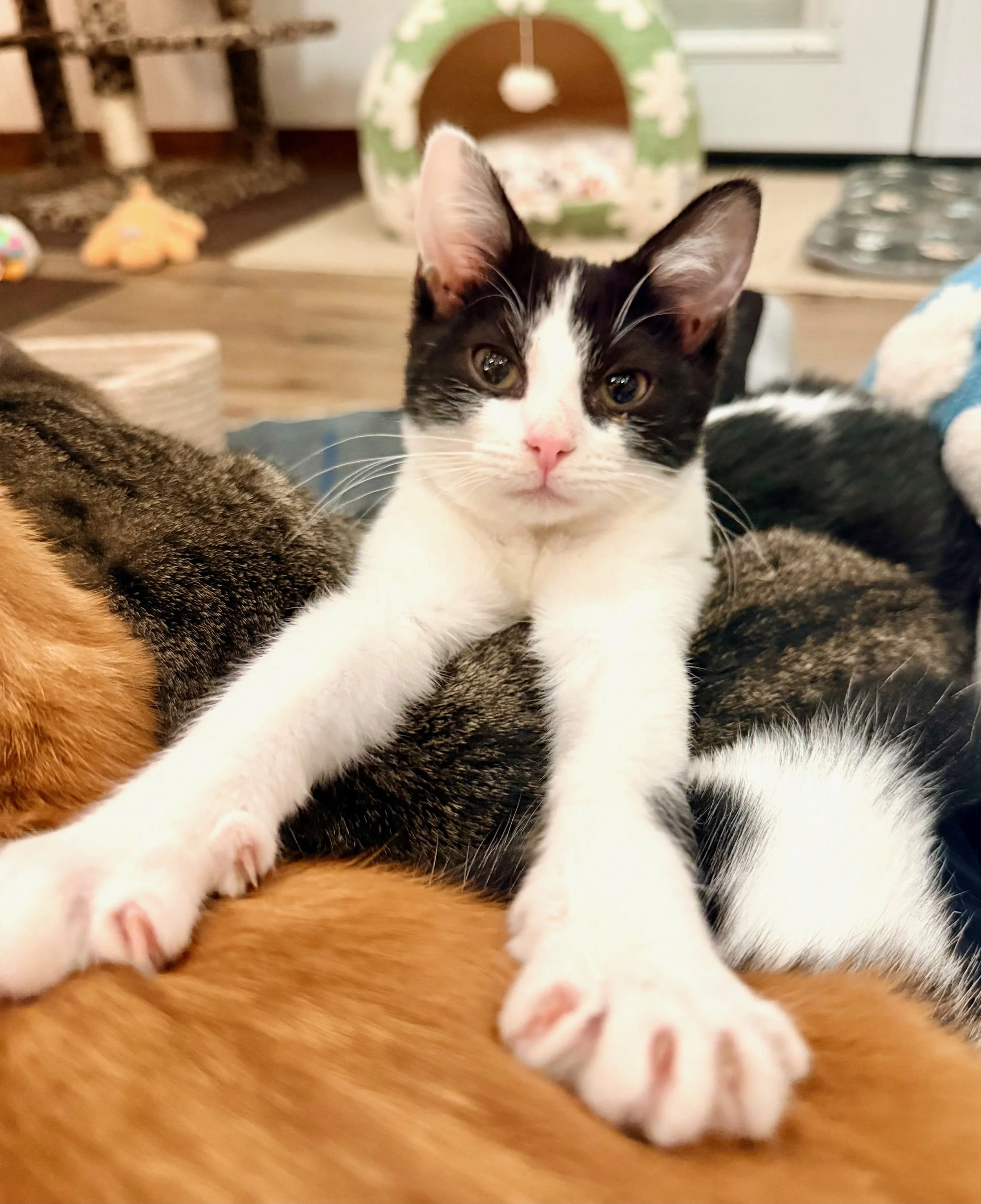 female black and white cat