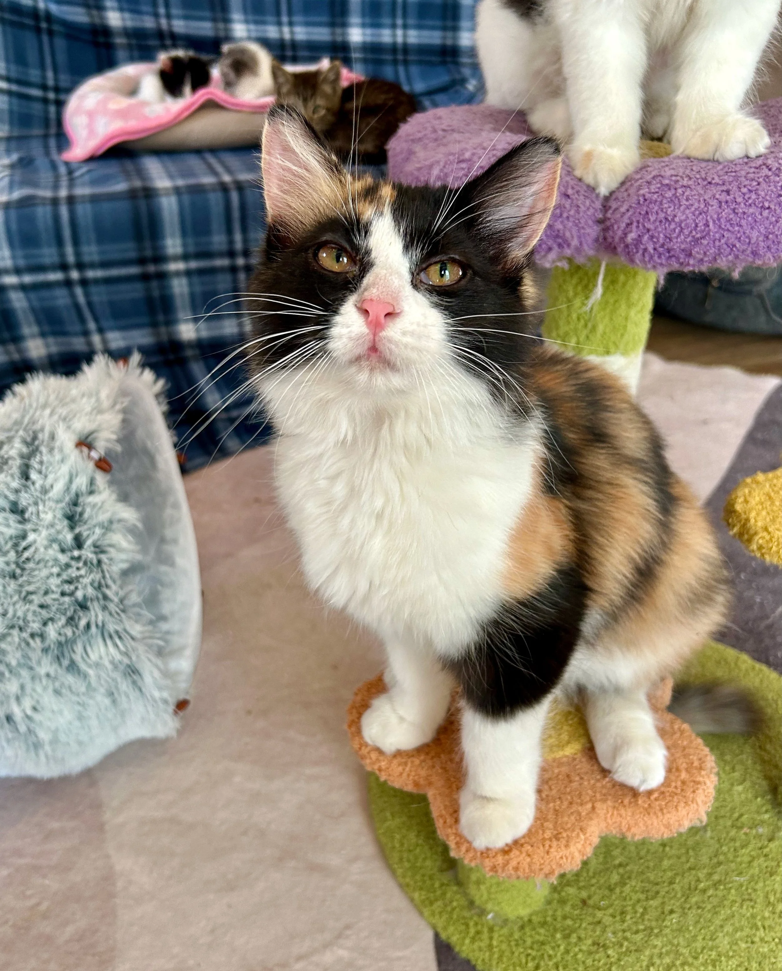 female calico kitten