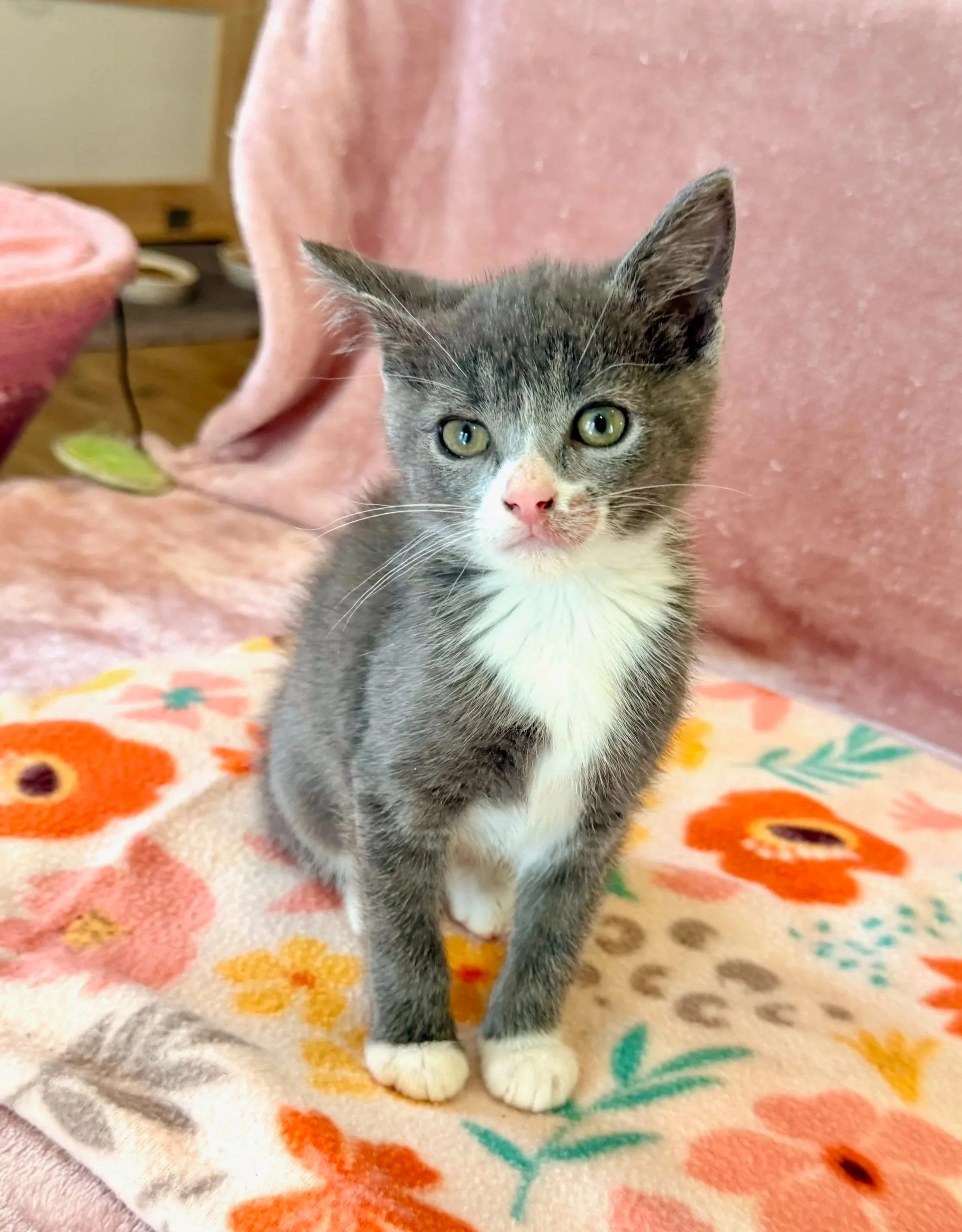 female grey and white kitten