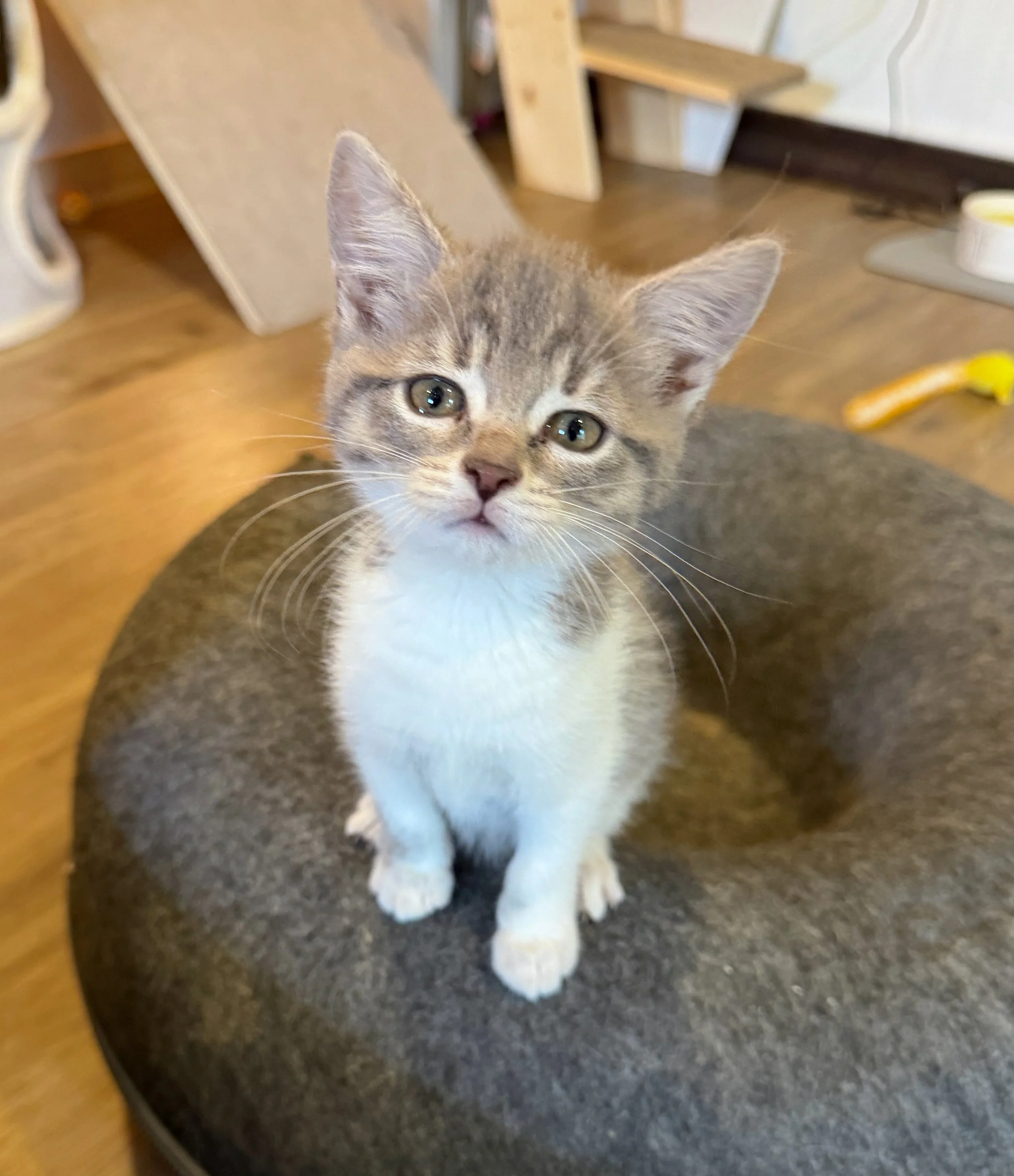 male grey and white tabby kitten