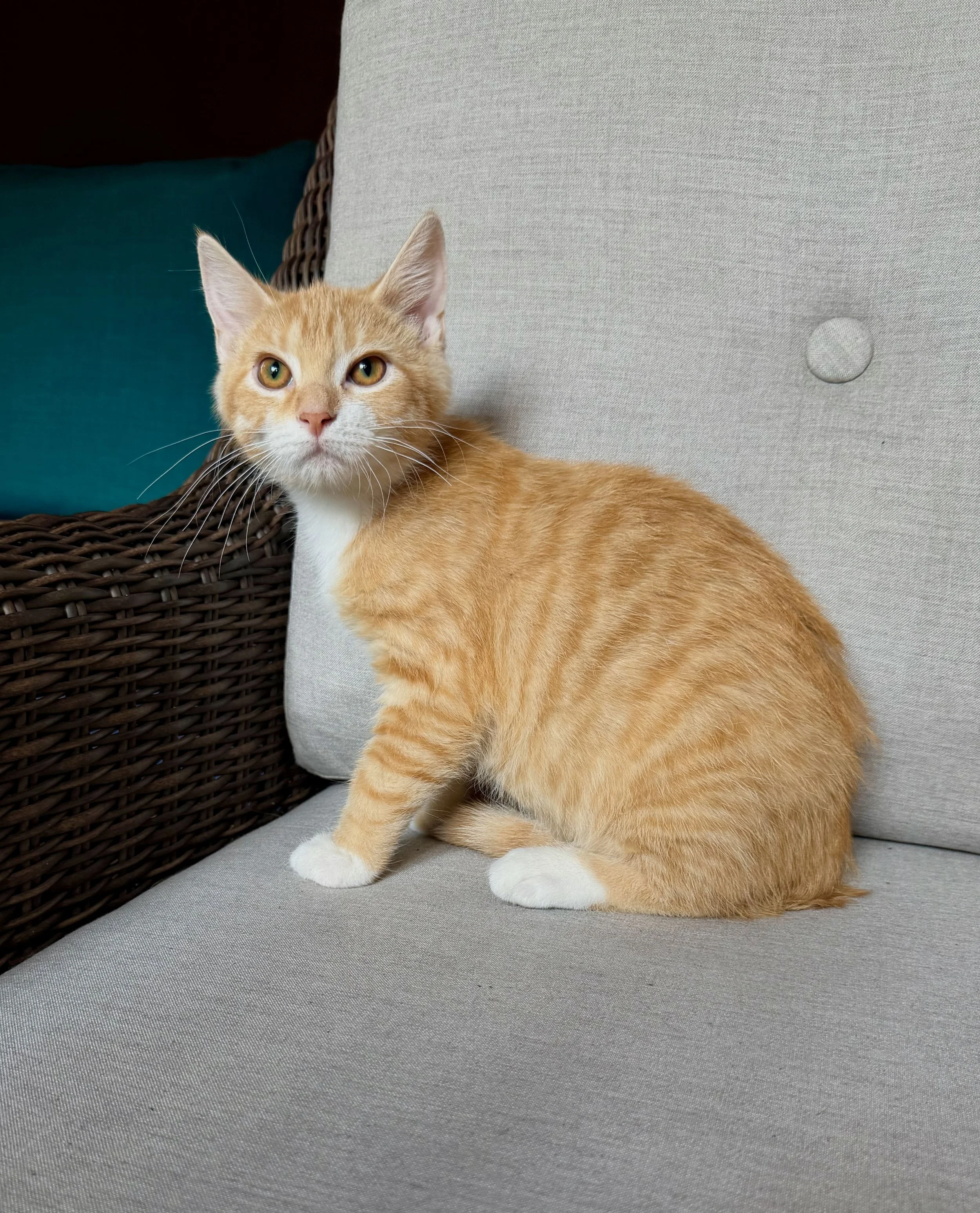 male ginger kitten