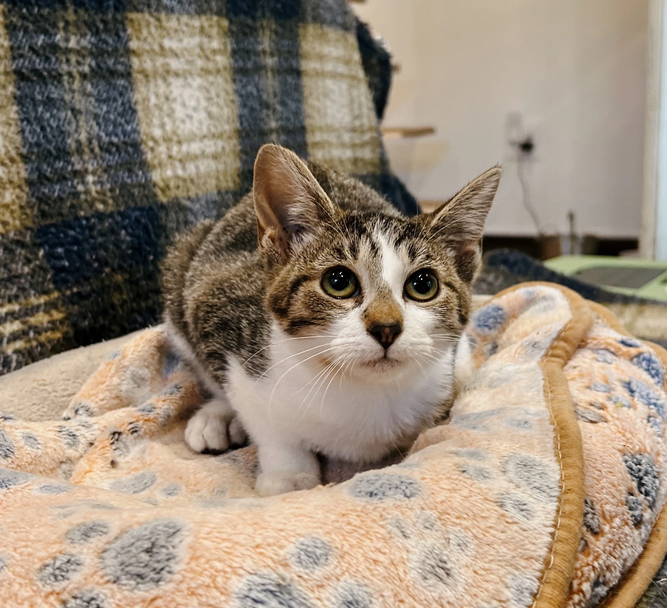 tabby and white female kitten