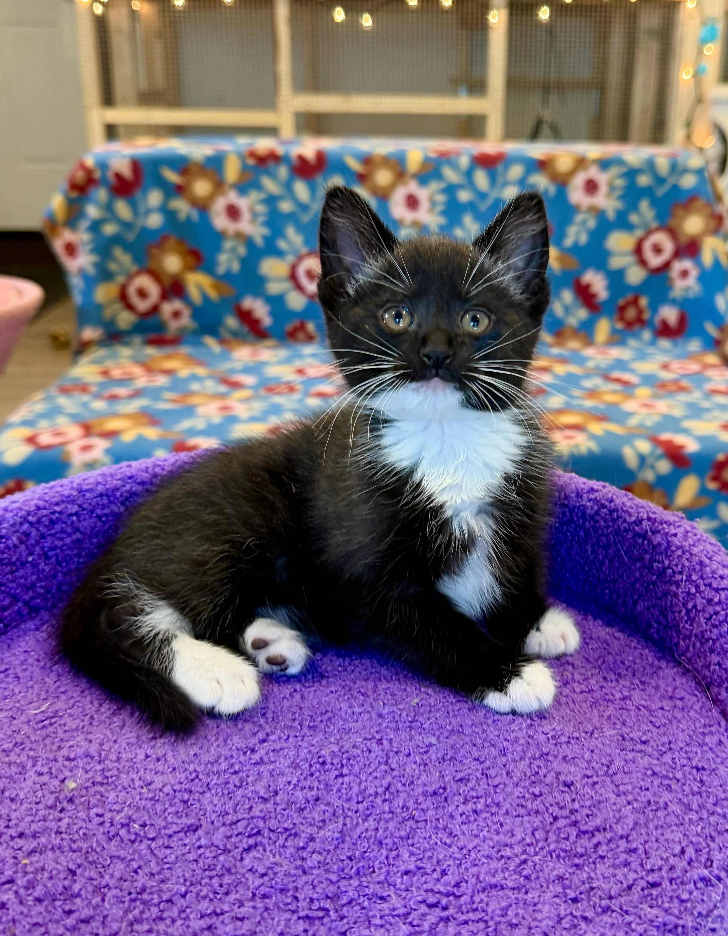 female tuxedo kitten
