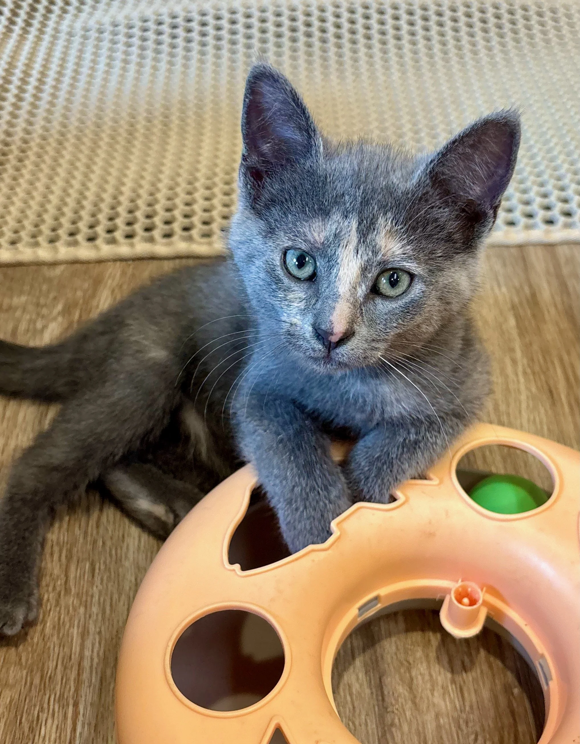 female dilute tortie