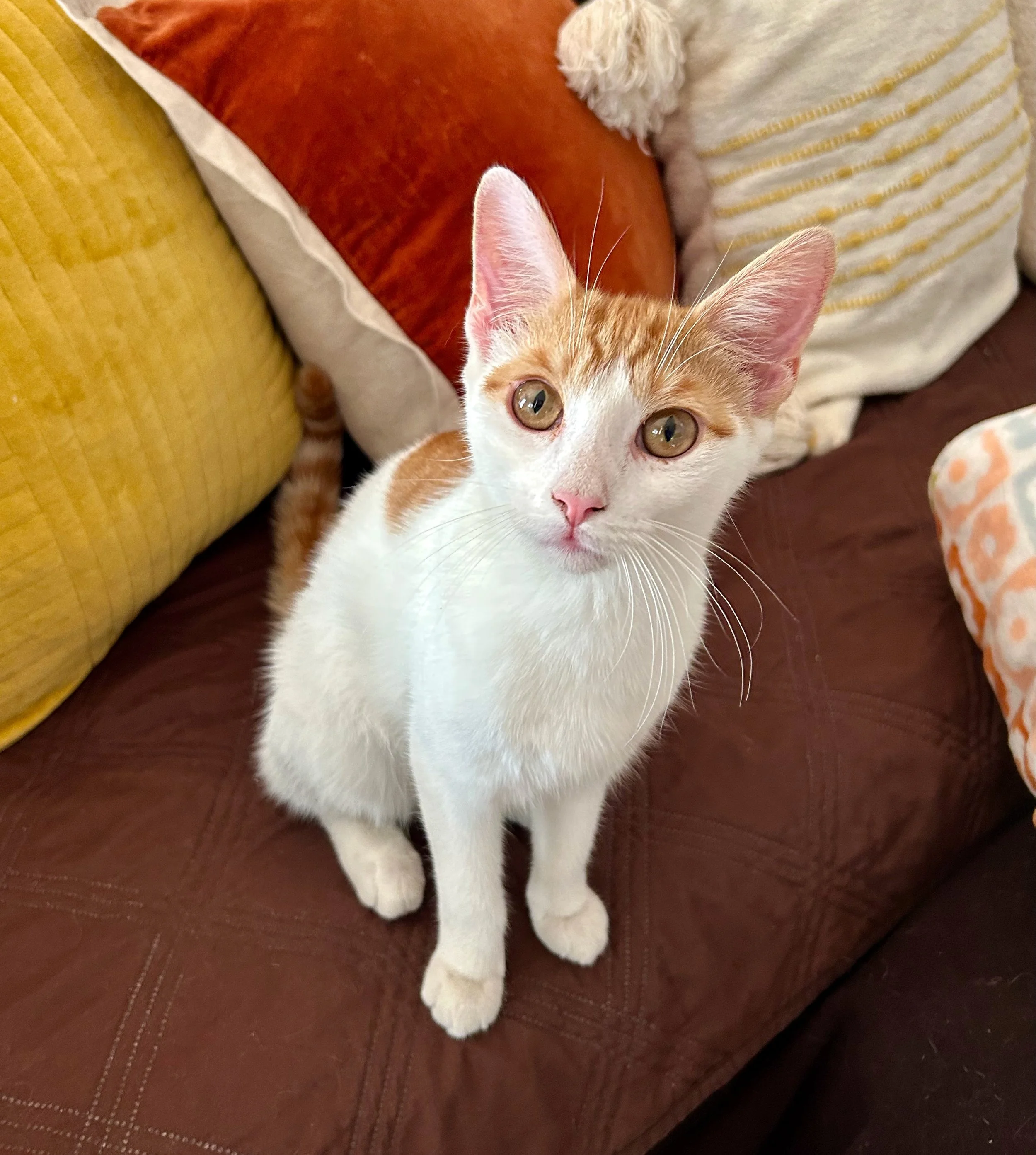 Orange and white female kitten