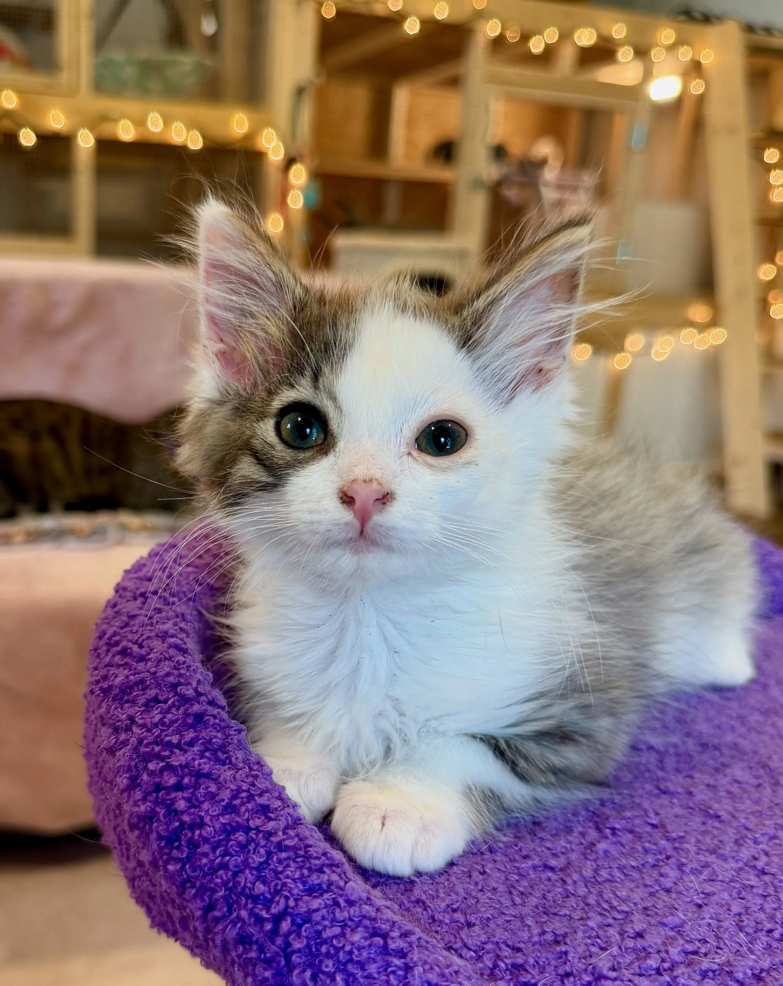 male tabby and white kitten