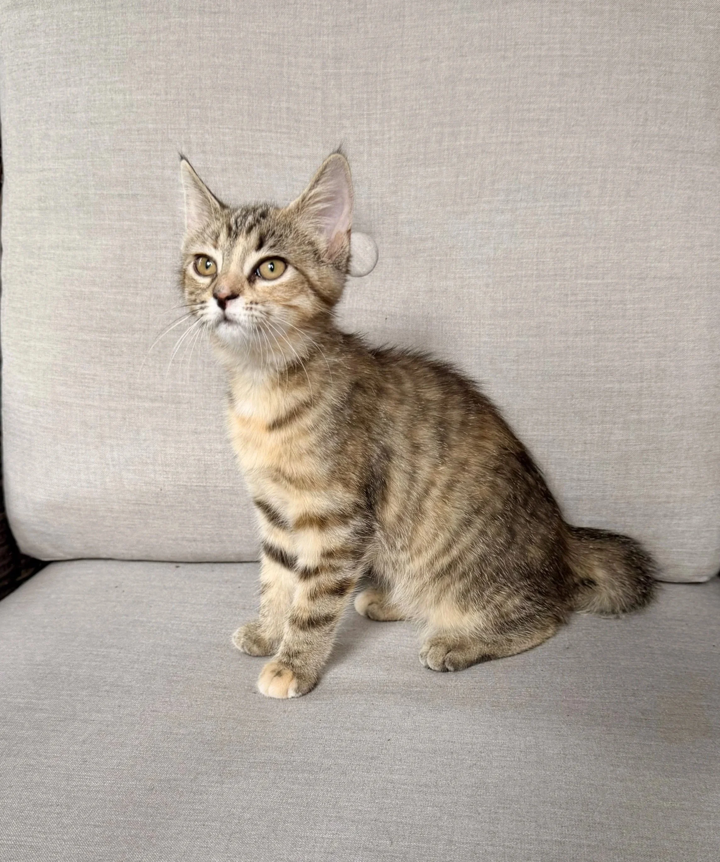 female tabico kitten