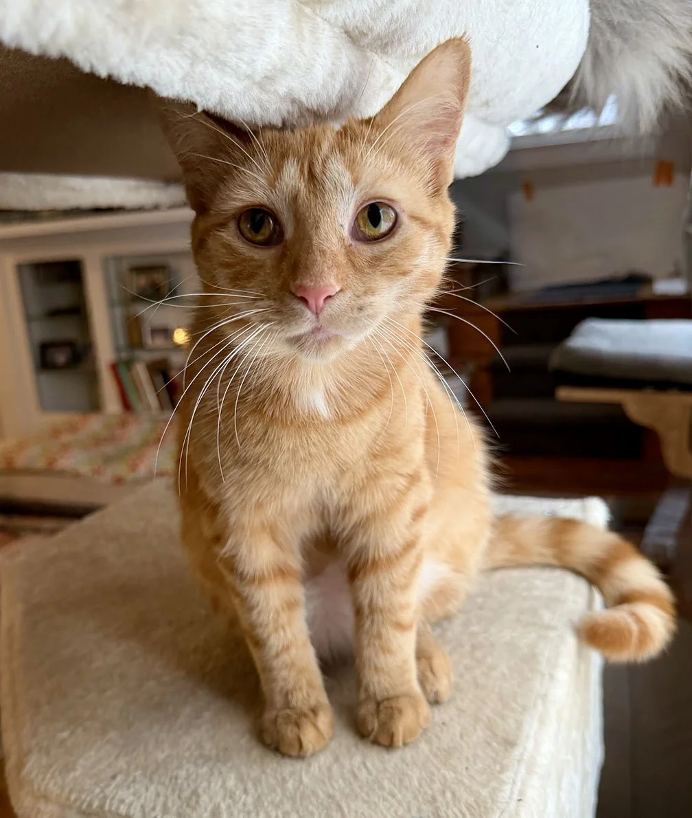 female ginger kitten