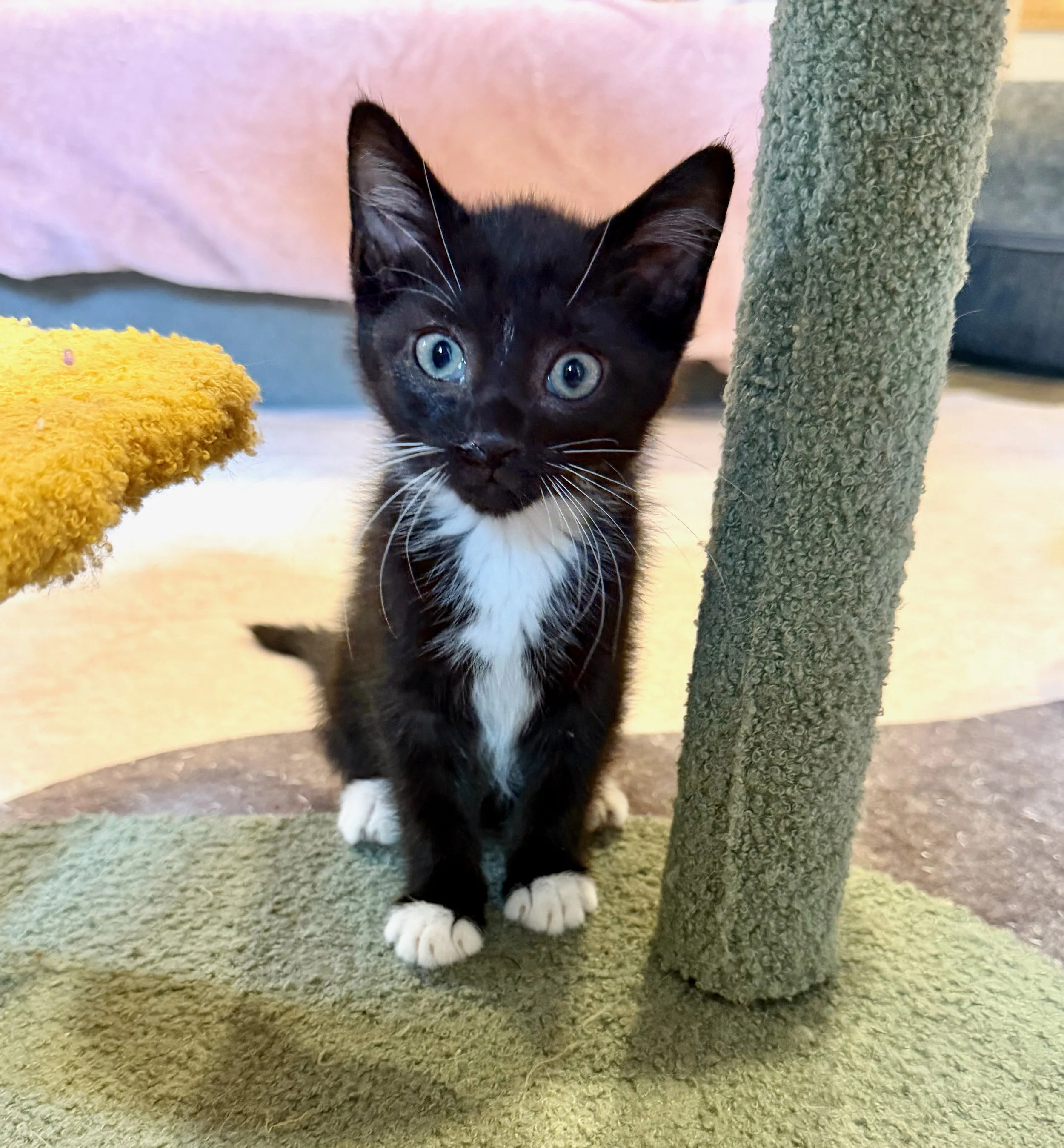 female tuxedo kitten
