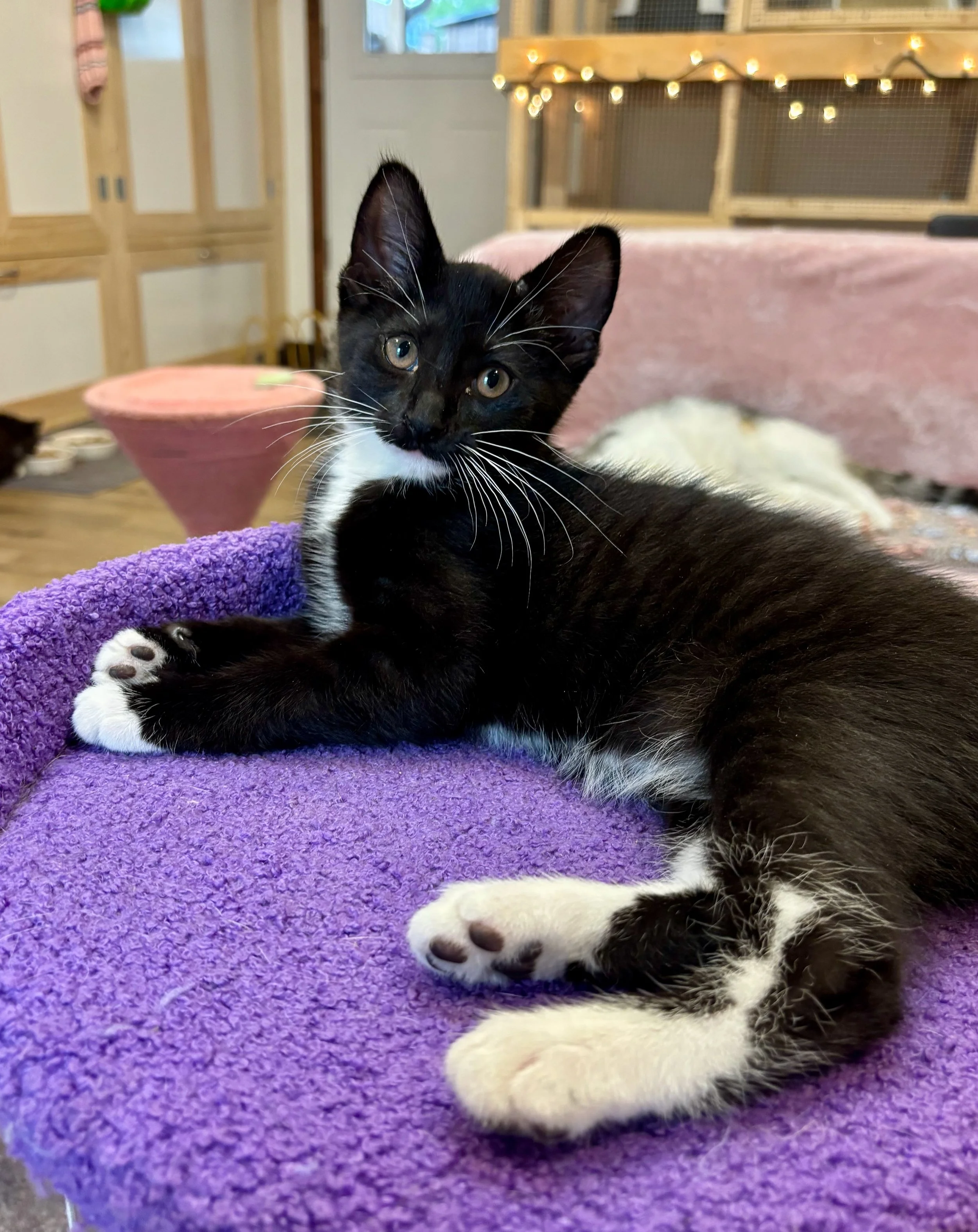 female tuxedo kitten