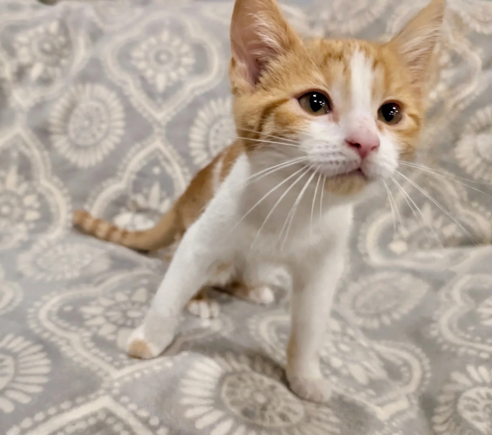 male orange and white kitten