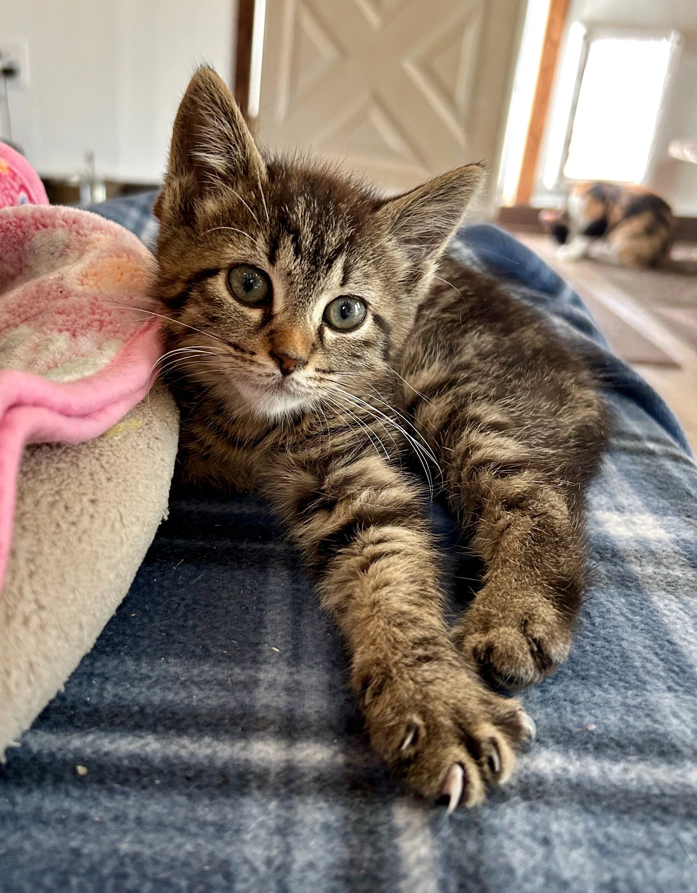 female tiger kitten