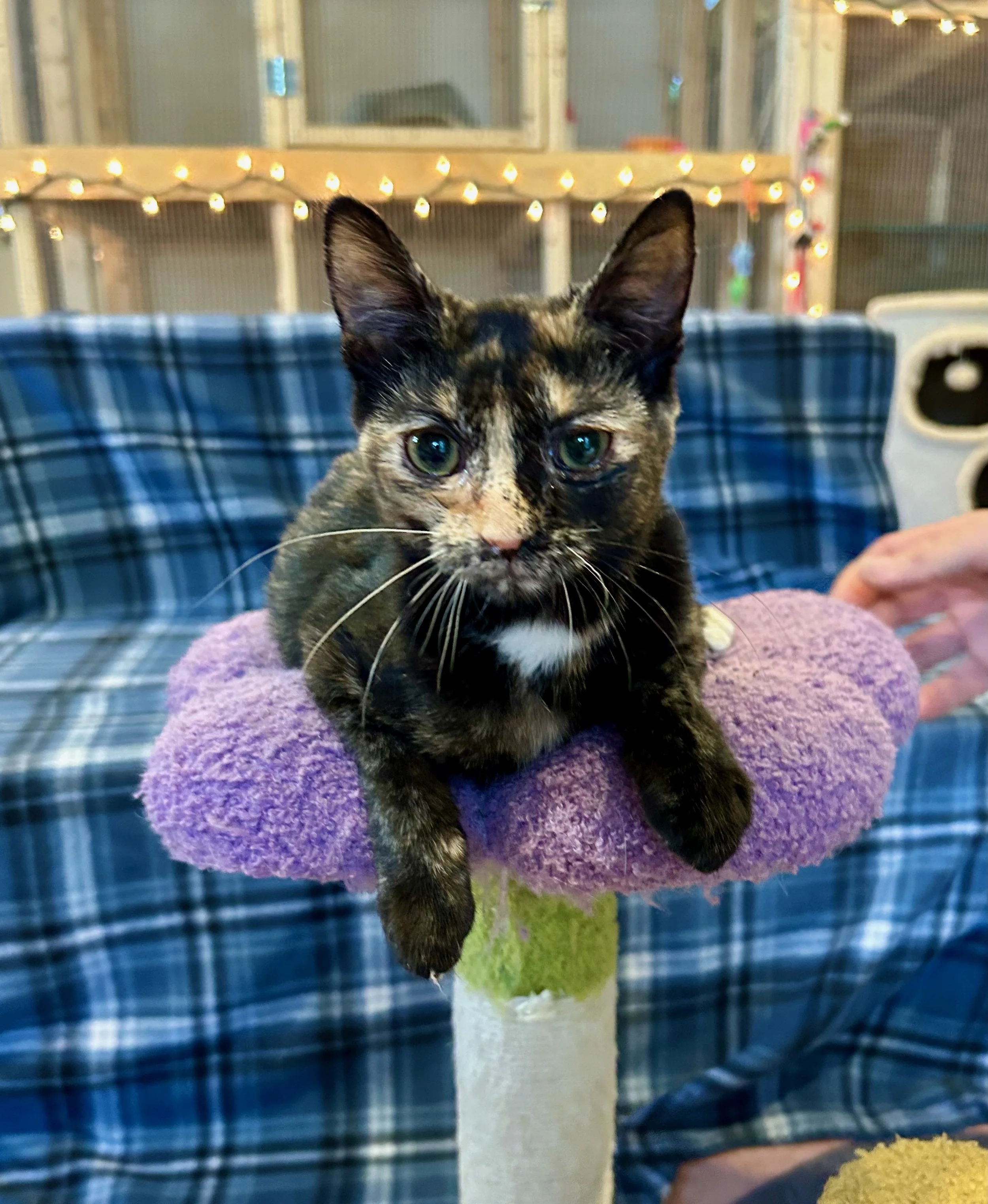 female tortie kitten