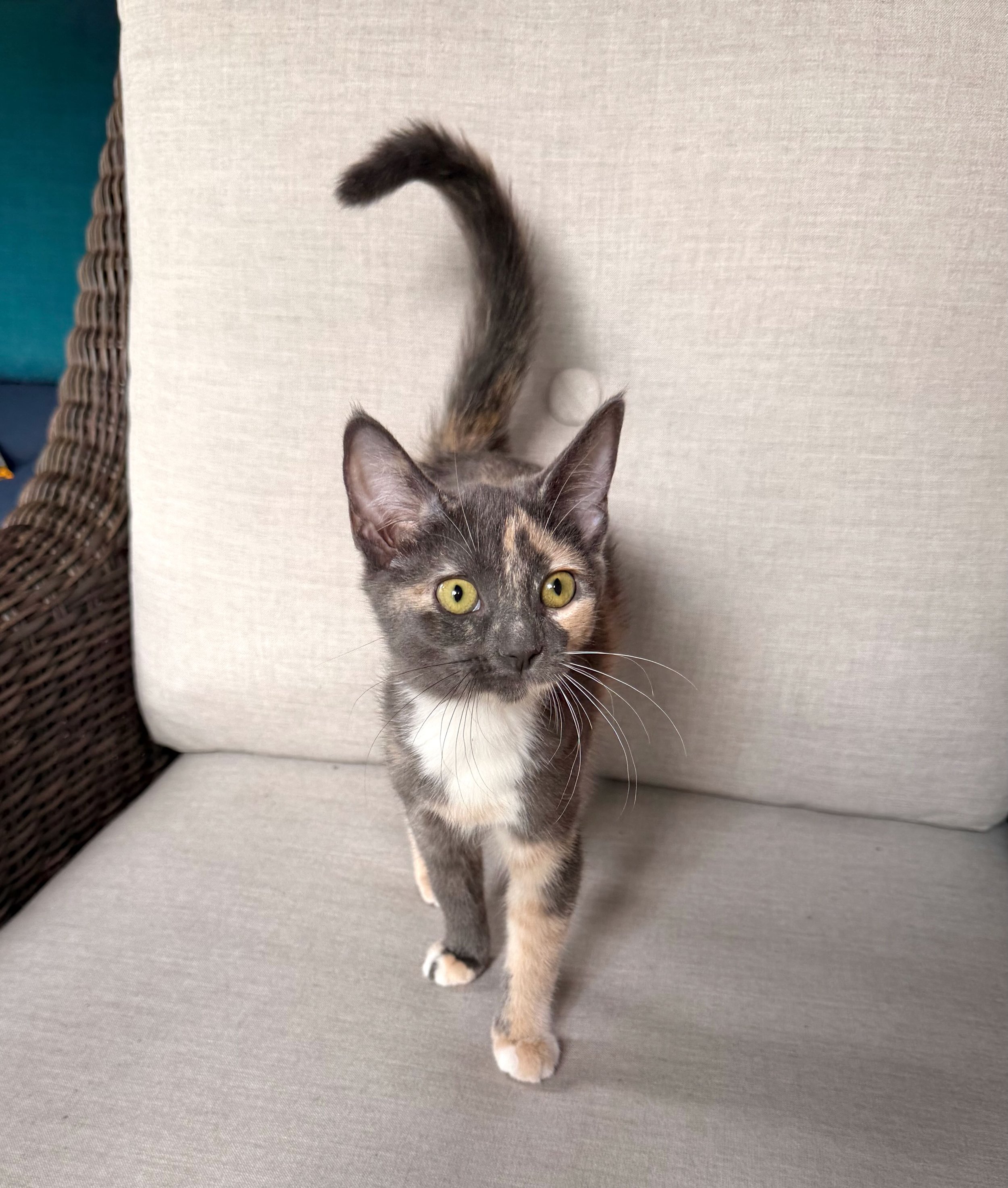 dilute calico cat